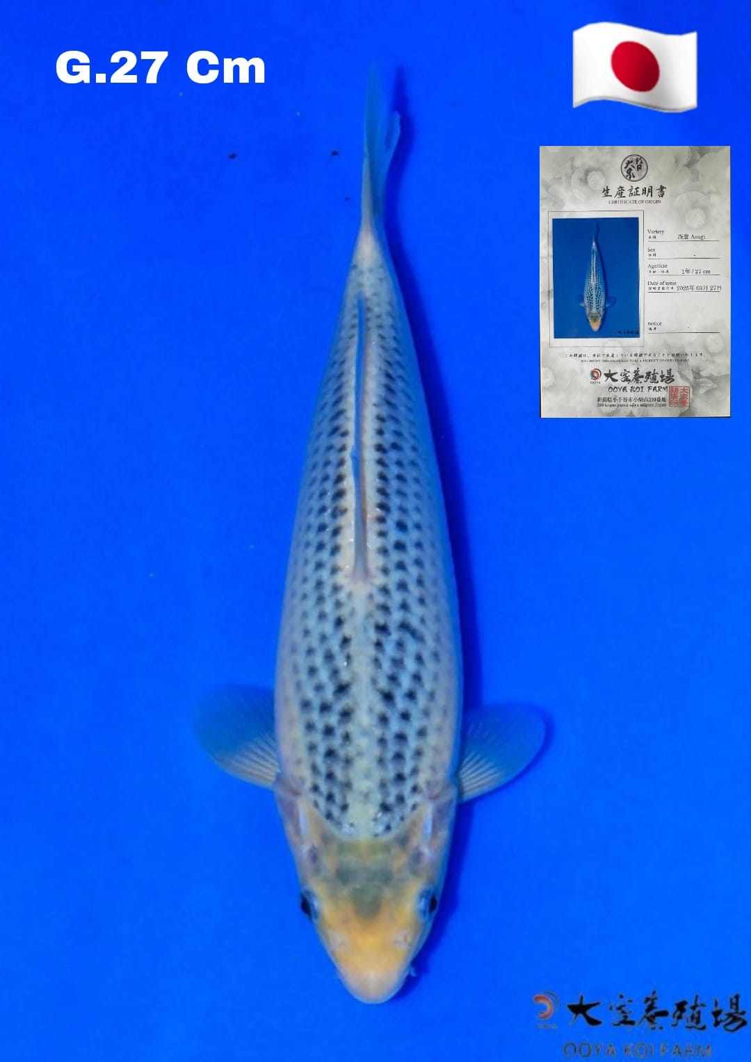 Lelang Koi Online, Jual Beli Ikan Koi, Pusat Jual Beli Koi, Info Lelang Koi Hari Ini, Platform Jual Beli Koi, Jual Beli Ikan Koi Online, Marketplace Ikan Koi, Jual Koi Terbaik, Tempat Beli Koi Berkualitas, Pasar Ikan Koi Online Terpercaya, Penjual Ikan Koi Terpercaya, Beli Koi Hias Online, Ikan Koi untuk Dijual, Koi Kualitas Terbaik, Toko Online Ikan Koi, Koi Hias Untuk Dijual, Jual Beli Ikan Koi Lokal, Koi Indonesia Online, Pusat Jual Beli Koi Terbesar