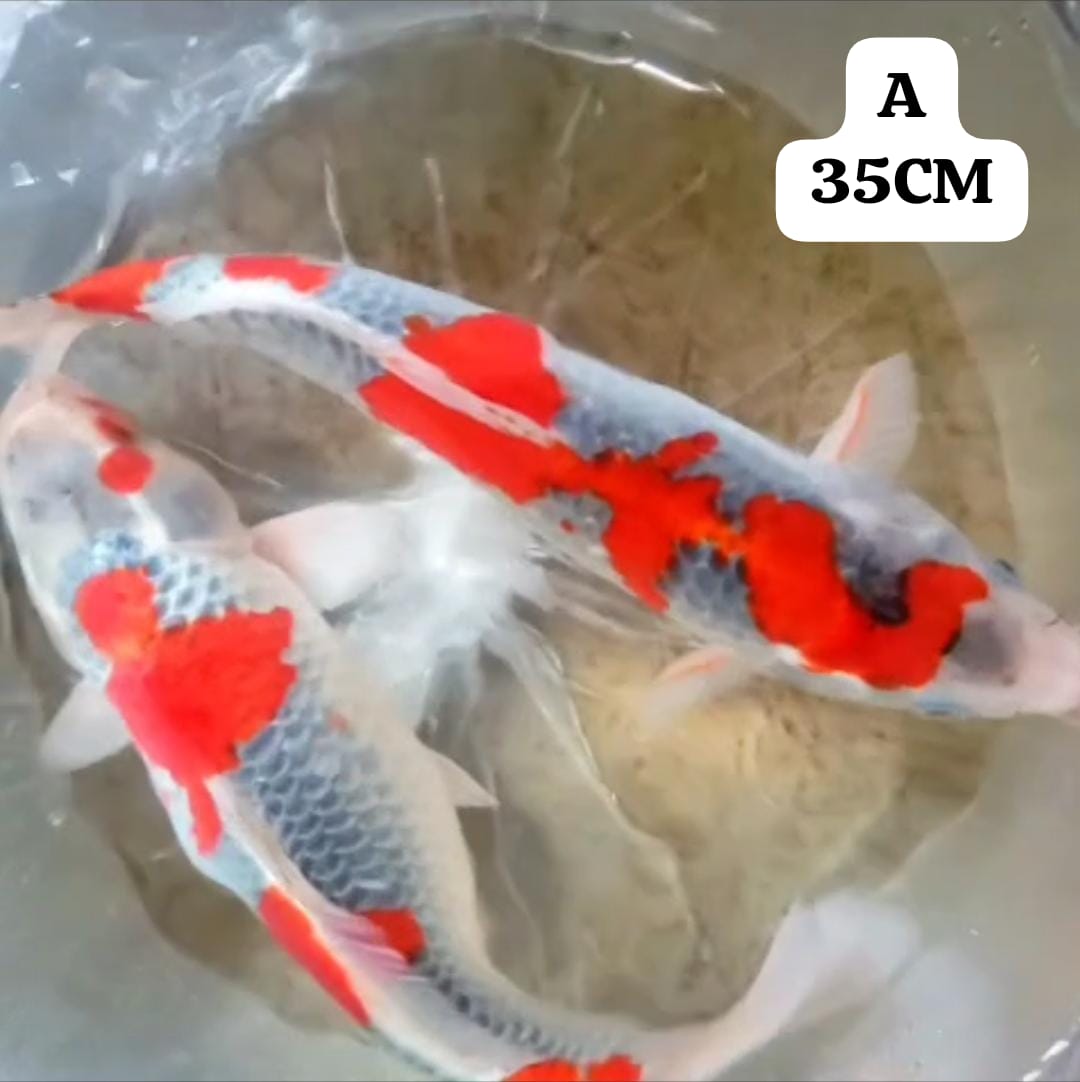 Lelang Koi Online, Jual Beli Ikan Koi, Pusat Jual Beli Koi, Info Lelang Koi Hari Ini, Platform Jual Beli Koi, Jual Beli Ikan Koi Online, Marketplace Ikan Koi, Jual Koi Terbaik, Tempat Beli Koi Berkualitas, Pasar Ikan Koi Online Terpercaya, Penjual Ikan Koi Terpercaya, Beli Koi Hias Online, Ikan Koi untuk Dijual, Koi Kualitas Terbaik, Toko Online Ikan Koi, Koi Hias Untuk Dijual, Jual Beli Ikan Koi Lokal, Koi Indonesia Online, Pusat Jual Beli Koi Terbesar