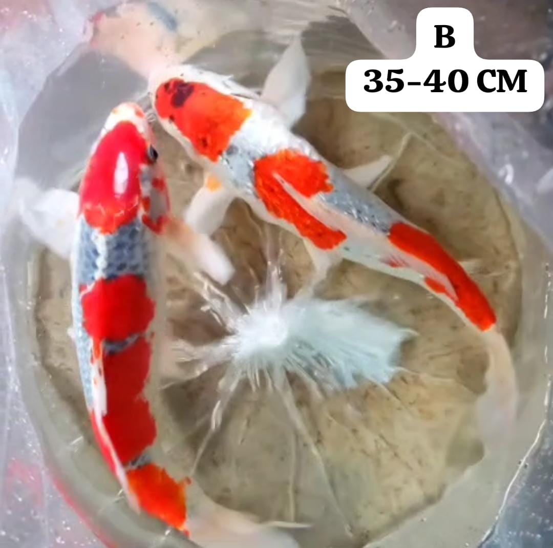 Lelang Koi Online, Jual Beli Ikan Koi, Pusat Jual Beli Koi, Info Lelang Koi Hari Ini, Platform Jual Beli Koi, Jual Beli Ikan Koi Online, Marketplace Ikan Koi, Jual Koi Terbaik, Tempat Beli Koi Berkualitas, Pasar Ikan Koi Online Terpercaya, Penjual Ikan Koi Terpercaya, Beli Koi Hias Online, Ikan Koi untuk Dijual, Koi Kualitas Terbaik, Toko Online Ikan Koi, Koi Hias Untuk Dijual, Jual Beli Ikan Koi Lokal, Koi Indonesia Online, Pusat Jual Beli Koi Terbesar