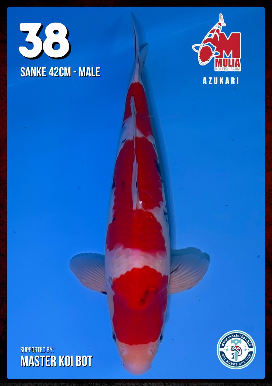 Lelang Koi Online, Jual Beli Ikan Koi, Pusat Jual Beli Koi, Info Lelang Koi Hari Ini, Platform Jual Beli Koi, Jual Beli Ikan Koi Online, Marketplace Ikan Koi, Jual Koi Terbaik, Tempat Beli Koi Berkualitas, Pasar Ikan Koi Online Terpercaya, Penjual Ikan Koi Terpercaya, Beli Koi Hias Online, Ikan Koi untuk Dijual, Koi Kualitas Terbaik, Toko Online Ikan Koi, Koi Hias Untuk Dijual, Jual Beli Ikan Koi Lokal, Koi Indonesia Online, Pusat Jual Beli Koi Terbesar