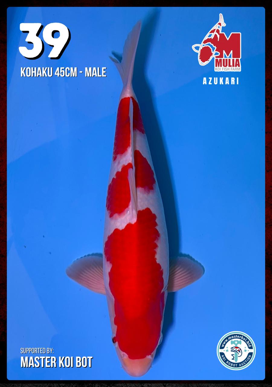 Lelang Koi Online, Jual Beli Ikan Koi, Pusat Jual Beli Koi, Info Lelang Koi Hari Ini, Platform Jual Beli Koi, Jual Beli Ikan Koi Online, Marketplace Ikan Koi, Jual Koi Terbaik, Tempat Beli Koi Berkualitas, Pasar Ikan Koi Online Terpercaya, Penjual Ikan Koi Terpercaya, Beli Koi Hias Online, Ikan Koi untuk Dijual, Koi Kualitas Terbaik, Toko Online Ikan Koi, Koi Hias Untuk Dijual, Jual Beli Ikan Koi Lokal, Koi Indonesia Online, Pusat Jual Beli Koi Terbesar