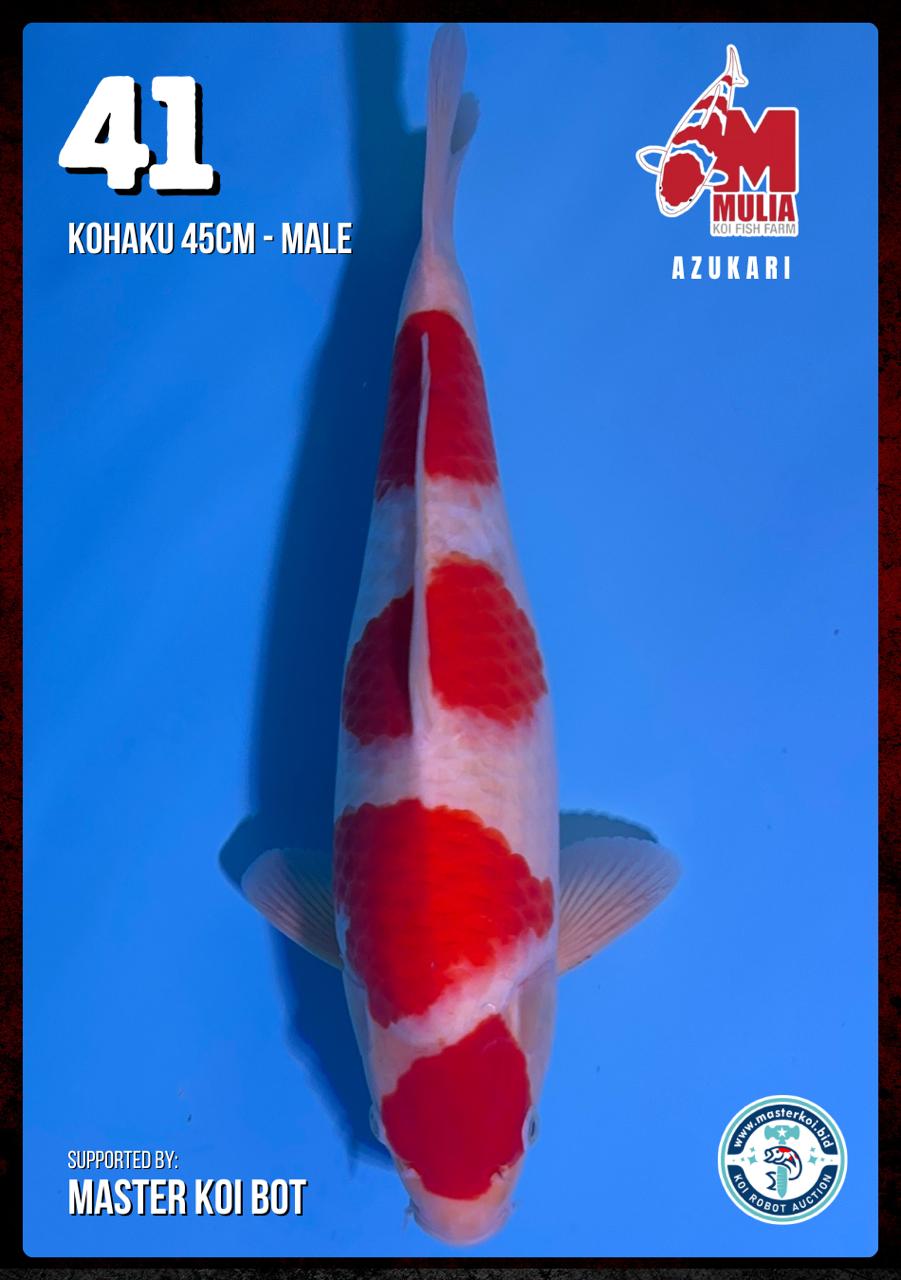 Lelang Koi Online, Jual Beli Ikan Koi, Pusat Jual Beli Koi, Info Lelang Koi Hari Ini, Platform Jual Beli Koi, Jual Beli Ikan Koi Online, Marketplace Ikan Koi, Jual Koi Terbaik, Tempat Beli Koi Berkualitas, Pasar Ikan Koi Online Terpercaya, Penjual Ikan Koi Terpercaya, Beli Koi Hias Online, Ikan Koi untuk Dijual, Koi Kualitas Terbaik, Toko Online Ikan Koi, Koi Hias Untuk Dijual, Jual Beli Ikan Koi Lokal, Koi Indonesia Online, Pusat Jual Beli Koi Terbesar