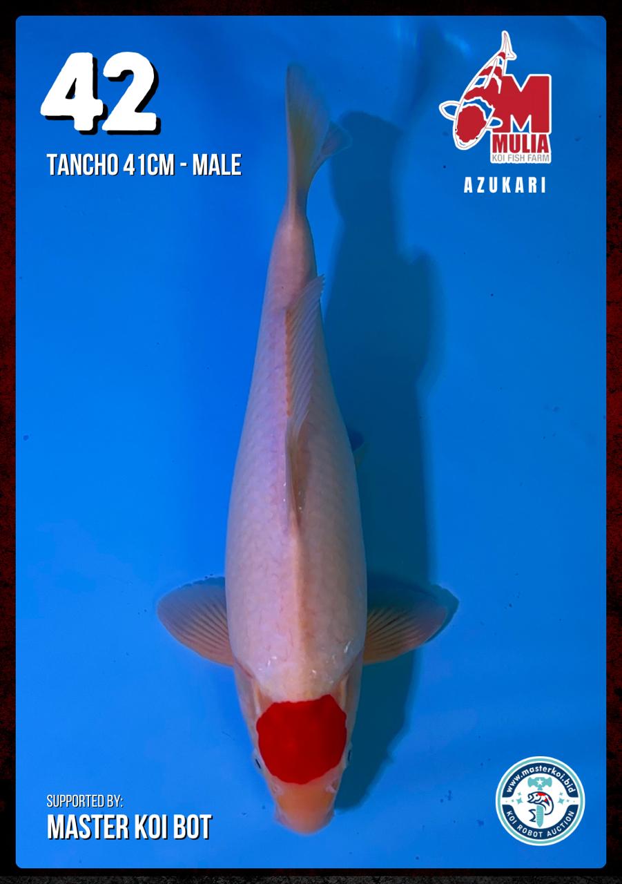 Lelang Koi Online, Jual Beli Ikan Koi, Pusat Jual Beli Koi, Info Lelang Koi Hari Ini, Platform Jual Beli Koi, Jual Beli Ikan Koi Online, Marketplace Ikan Koi, Jual Koi Terbaik, Tempat Beli Koi Berkualitas, Pasar Ikan Koi Online Terpercaya, Penjual Ikan Koi Terpercaya, Beli Koi Hias Online, Ikan Koi untuk Dijual, Koi Kualitas Terbaik, Toko Online Ikan Koi, Koi Hias Untuk Dijual, Jual Beli Ikan Koi Lokal, Koi Indonesia Online, Pusat Jual Beli Koi Terbesar