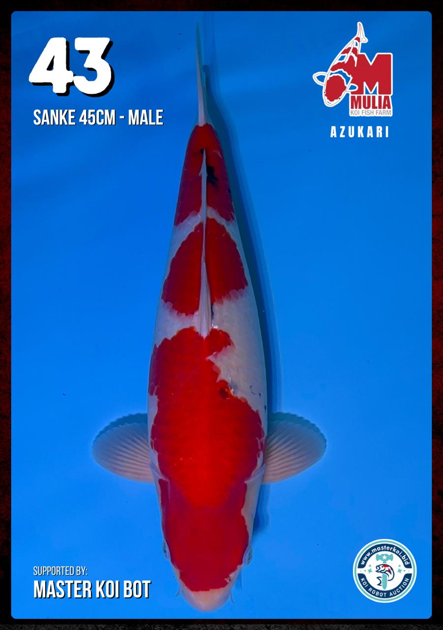 Lelang Koi Online, Jual Beli Ikan Koi, Pusat Jual Beli Koi, Info Lelang Koi Hari Ini, Platform Jual Beli Koi, Jual Beli Ikan Koi Online, Marketplace Ikan Koi, Jual Koi Terbaik, Tempat Beli Koi Berkualitas, Pasar Ikan Koi Online Terpercaya, Penjual Ikan Koi Terpercaya, Beli Koi Hias Online, Ikan Koi untuk Dijual, Koi Kualitas Terbaik, Toko Online Ikan Koi, Koi Hias Untuk Dijual, Jual Beli Ikan Koi Lokal, Koi Indonesia Online, Pusat Jual Beli Koi Terbesar