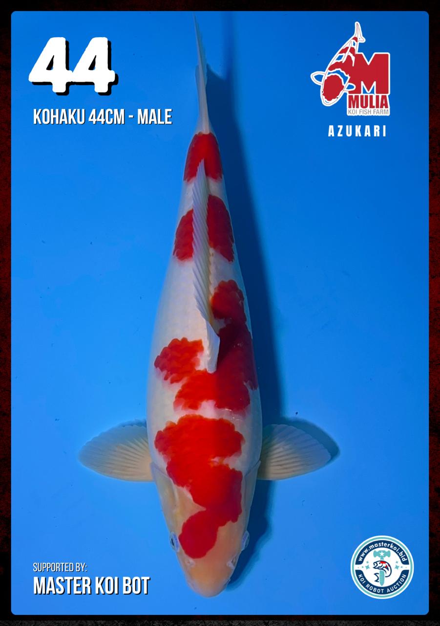 Lelang Koi Online, Jual Beli Ikan Koi, Pusat Jual Beli Koi, Info Lelang Koi Hari Ini, Platform Jual Beli Koi, Jual Beli Ikan Koi Online, Marketplace Ikan Koi, Jual Koi Terbaik, Tempat Beli Koi Berkualitas, Pasar Ikan Koi Online Terpercaya, Penjual Ikan Koi Terpercaya, Beli Koi Hias Online, Ikan Koi untuk Dijual, Koi Kualitas Terbaik, Toko Online Ikan Koi, Koi Hias Untuk Dijual, Jual Beli Ikan Koi Lokal, Koi Indonesia Online, Pusat Jual Beli Koi Terbesar