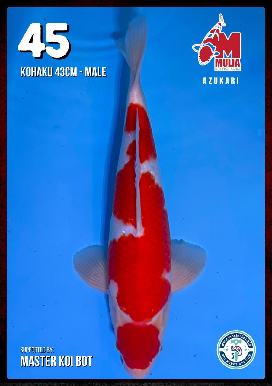 Lelang Koi Online, Jual Beli Ikan Koi, Pusat Jual Beli Koi, Info Lelang Koi Hari Ini, Platform Jual Beli Koi, Jual Beli Ikan Koi Online, Marketplace Ikan Koi, Jual Koi Terbaik, Tempat Beli Koi Berkualitas, Pasar Ikan Koi Online Terpercaya, Penjual Ikan Koi Terpercaya, Beli Koi Hias Online, Ikan Koi untuk Dijual, Koi Kualitas Terbaik, Toko Online Ikan Koi, Koi Hias Untuk Dijual, Jual Beli Ikan Koi Lokal, Koi Indonesia Online, Pusat Jual Beli Koi Terbesar