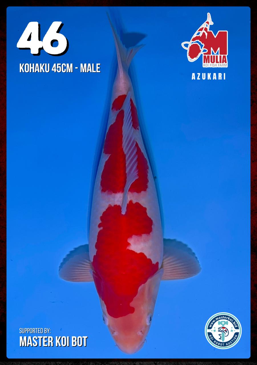 Lelang Koi Online, Jual Beli Ikan Koi, Pusat Jual Beli Koi, Info Lelang Koi Hari Ini, Platform Jual Beli Koi, Jual Beli Ikan Koi Online, Marketplace Ikan Koi, Jual Koi Terbaik, Tempat Beli Koi Berkualitas, Pasar Ikan Koi Online Terpercaya, Penjual Ikan Koi Terpercaya, Beli Koi Hias Online, Ikan Koi untuk Dijual, Koi Kualitas Terbaik, Toko Online Ikan Koi, Koi Hias Untuk Dijual, Jual Beli Ikan Koi Lokal, Koi Indonesia Online, Pusat Jual Beli Koi Terbesar