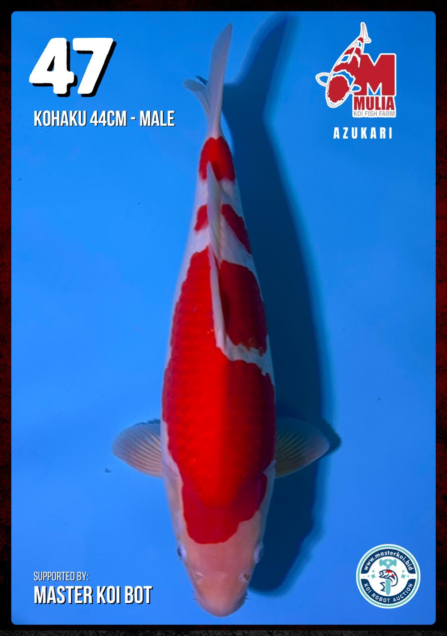 Lelang Koi Online, Jual Beli Ikan Koi, Pusat Jual Beli Koi, Info Lelang Koi Hari Ini, Platform Jual Beli Koi, Jual Beli Ikan Koi Online, Marketplace Ikan Koi, Jual Koi Terbaik, Tempat Beli Koi Berkualitas, Pasar Ikan Koi Online Terpercaya, Penjual Ikan Koi Terpercaya, Beli Koi Hias Online, Ikan Koi untuk Dijual, Koi Kualitas Terbaik, Toko Online Ikan Koi, Koi Hias Untuk Dijual, Jual Beli Ikan Koi Lokal, Koi Indonesia Online, Pusat Jual Beli Koi Terbesar