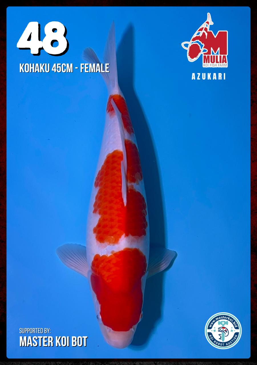 Lelang Koi Online, Jual Beli Ikan Koi, Pusat Jual Beli Koi, Info Lelang Koi Hari Ini, Platform Jual Beli Koi, Jual Beli Ikan Koi Online, Marketplace Ikan Koi, Jual Koi Terbaik, Tempat Beli Koi Berkualitas, Pasar Ikan Koi Online Terpercaya, Penjual Ikan Koi Terpercaya, Beli Koi Hias Online, Ikan Koi untuk Dijual, Koi Kualitas Terbaik, Toko Online Ikan Koi, Koi Hias Untuk Dijual, Jual Beli Ikan Koi Lokal, Koi Indonesia Online, Pusat Jual Beli Koi Terbesar
