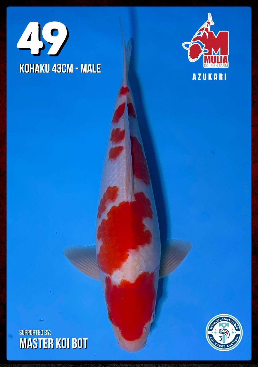 Lelang Koi Online, Jual Beli Ikan Koi, Pusat Jual Beli Koi, Info Lelang Koi Hari Ini, Platform Jual Beli Koi, Jual Beli Ikan Koi Online, Marketplace Ikan Koi, Jual Koi Terbaik, Tempat Beli Koi Berkualitas, Pasar Ikan Koi Online Terpercaya, Penjual Ikan Koi Terpercaya, Beli Koi Hias Online, Ikan Koi untuk Dijual, Koi Kualitas Terbaik, Toko Online Ikan Koi, Koi Hias Untuk Dijual, Jual Beli Ikan Koi Lokal, Koi Indonesia Online, Pusat Jual Beli Koi Terbesar