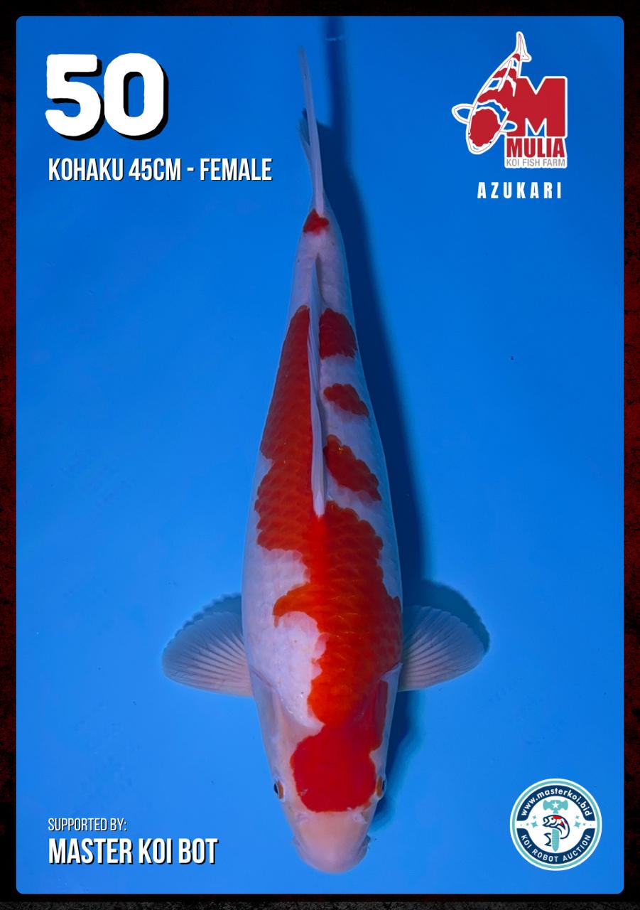 Lelang Koi Online, Jual Beli Ikan Koi, Pusat Jual Beli Koi, Info Lelang Koi Hari Ini, Platform Jual Beli Koi, Jual Beli Ikan Koi Online, Marketplace Ikan Koi, Jual Koi Terbaik, Tempat Beli Koi Berkualitas, Pasar Ikan Koi Online Terpercaya, Penjual Ikan Koi Terpercaya, Beli Koi Hias Online, Ikan Koi untuk Dijual, Koi Kualitas Terbaik, Toko Online Ikan Koi, Koi Hias Untuk Dijual, Jual Beli Ikan Koi Lokal, Koi Indonesia Online, Pusat Jual Beli Koi Terbesar