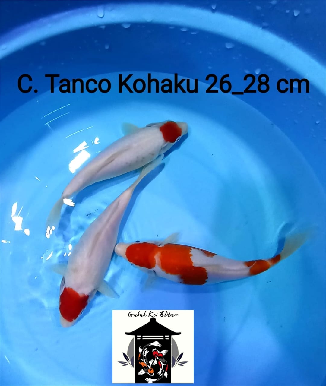 Lelang Koi Online, Jual Beli Ikan Koi, Pusat Jual Beli Koi, Info Lelang Koi Hari Ini, Platform Jual Beli Koi, Jual Beli Ikan Koi Online, Marketplace Ikan Koi, Jual Koi Terbaik, Tempat Beli Koi Berkualitas, Pasar Ikan Koi Online Terpercaya, Penjual Ikan Koi Terpercaya, Beli Koi Hias Online, Ikan Koi untuk Dijual, Koi Kualitas Terbaik, Toko Online Ikan Koi, Koi Hias Untuk Dijual, Jual Beli Ikan Koi Lokal, Koi Indonesia Online, Pusat Jual Beli Koi Terbesar