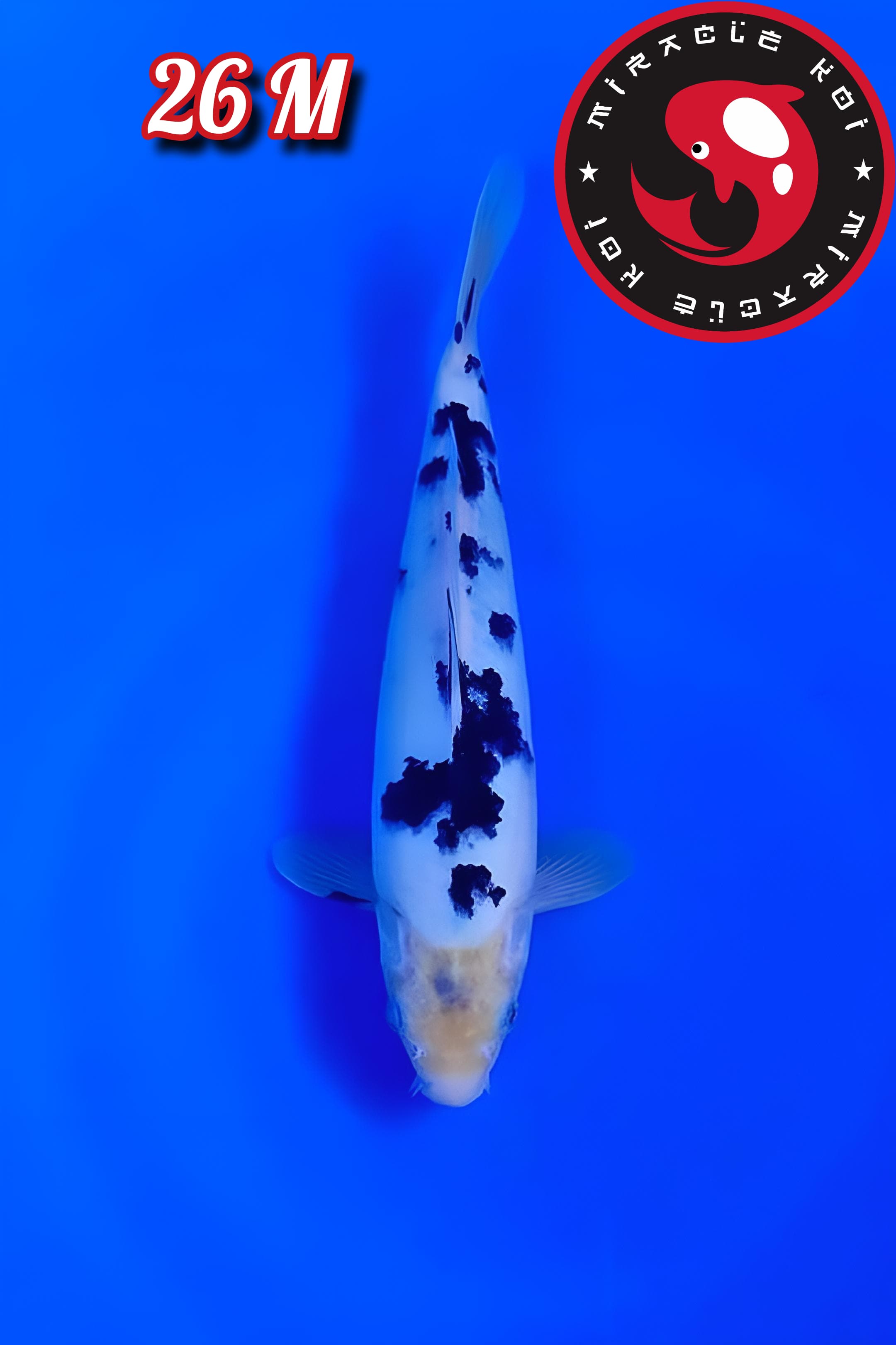 Lelang Koi Online, Jual Beli Ikan Koi, Pusat Jual Beli Koi, Info Lelang Koi Hari Ini, Platform Jual Beli Koi, Jual Beli Ikan Koi Online, Marketplace Ikan Koi, Jual Koi Terbaik, Tempat Beli Koi Berkualitas, Pasar Ikan Koi Online Terpercaya, Penjual Ikan Koi Terpercaya, Beli Koi Hias Online, Ikan Koi untuk Dijual, Koi Kualitas Terbaik, Toko Online Ikan Koi, Koi Hias Untuk Dijual, Jual Beli Ikan Koi Lokal, Koi Indonesia Online, Pusat Jual Beli Koi Terbesar