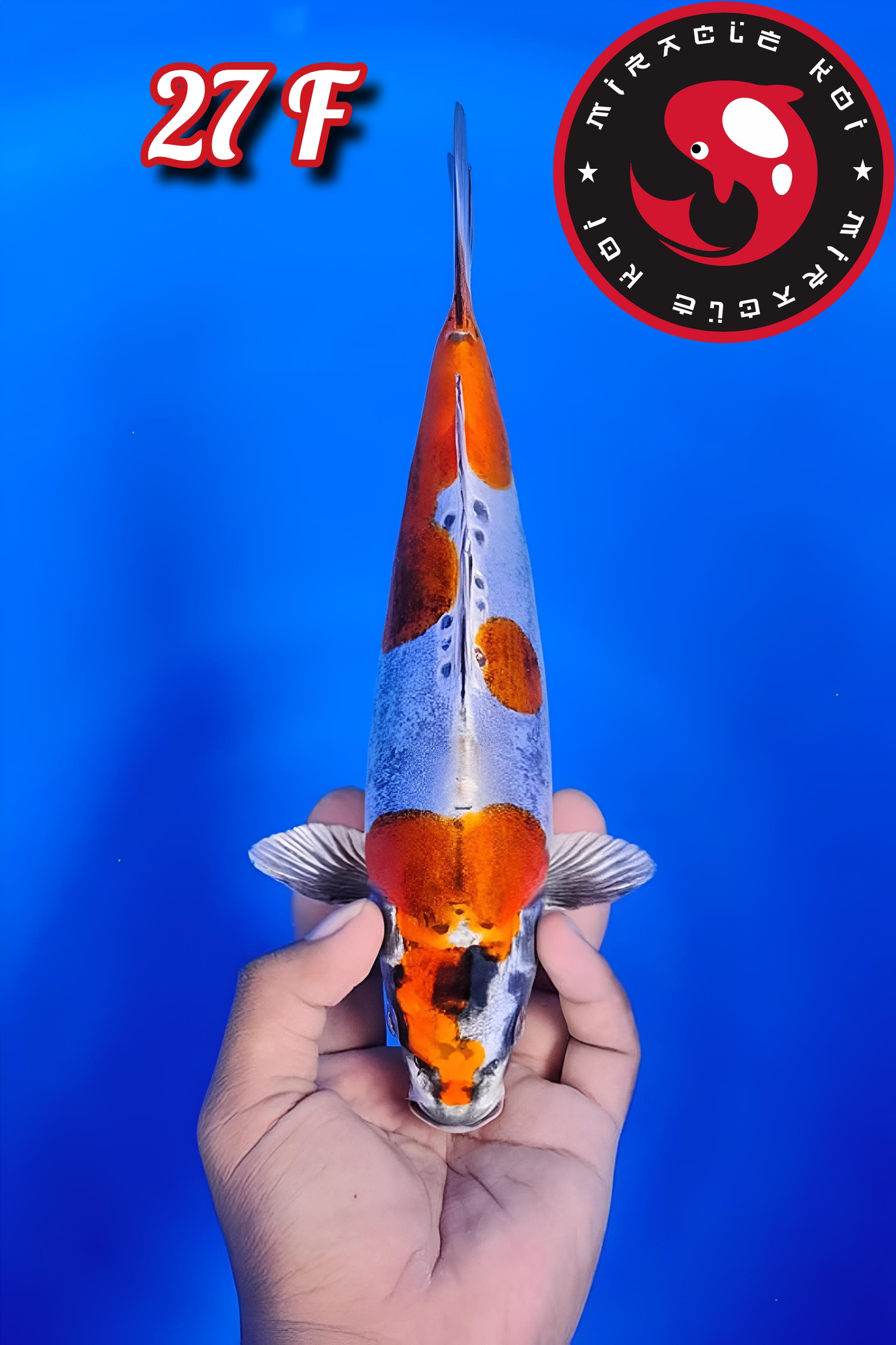 Lelang Koi Online, Jual Beli Ikan Koi, Pusat Jual Beli Koi, Info Lelang Koi Hari Ini, Platform Jual Beli Koi, Jual Beli Ikan Koi Online, Marketplace Ikan Koi, Jual Koi Terbaik, Tempat Beli Koi Berkualitas, Pasar Ikan Koi Online Terpercaya, Penjual Ikan Koi Terpercaya, Beli Koi Hias Online, Ikan Koi untuk Dijual, Koi Kualitas Terbaik, Toko Online Ikan Koi, Koi Hias Untuk Dijual, Jual Beli Ikan Koi Lokal, Koi Indonesia Online, Pusat Jual Beli Koi Terbesar