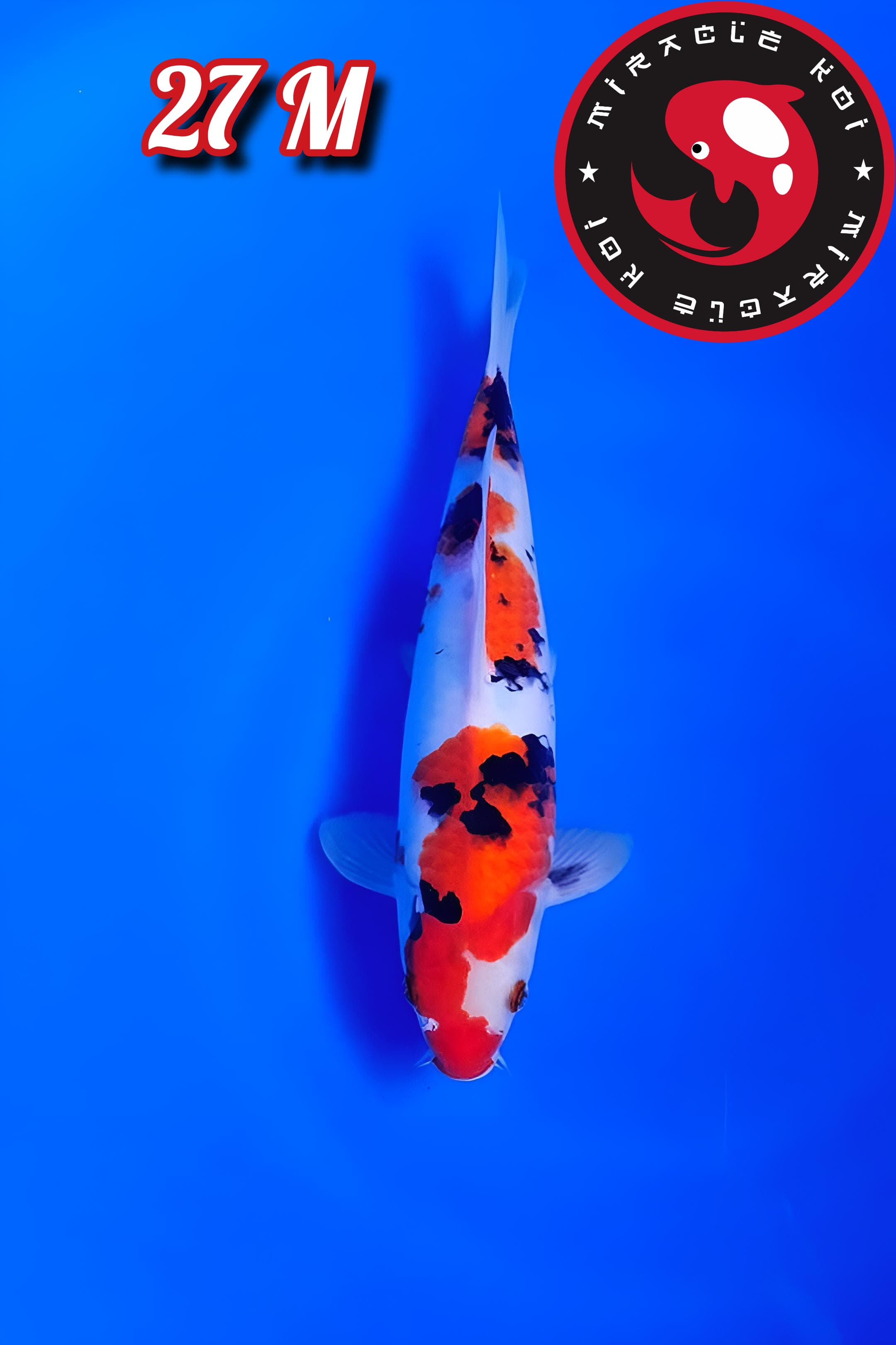 Lelang Koi Online, Jual Beli Ikan Koi, Pusat Jual Beli Koi, Info Lelang Koi Hari Ini, Platform Jual Beli Koi, Jual Beli Ikan Koi Online, Marketplace Ikan Koi, Jual Koi Terbaik, Tempat Beli Koi Berkualitas, Pasar Ikan Koi Online Terpercaya, Penjual Ikan Koi Terpercaya, Beli Koi Hias Online, Ikan Koi untuk Dijual, Koi Kualitas Terbaik, Toko Online Ikan Koi, Koi Hias Untuk Dijual, Jual Beli Ikan Koi Lokal, Koi Indonesia Online, Pusat Jual Beli Koi Terbesar