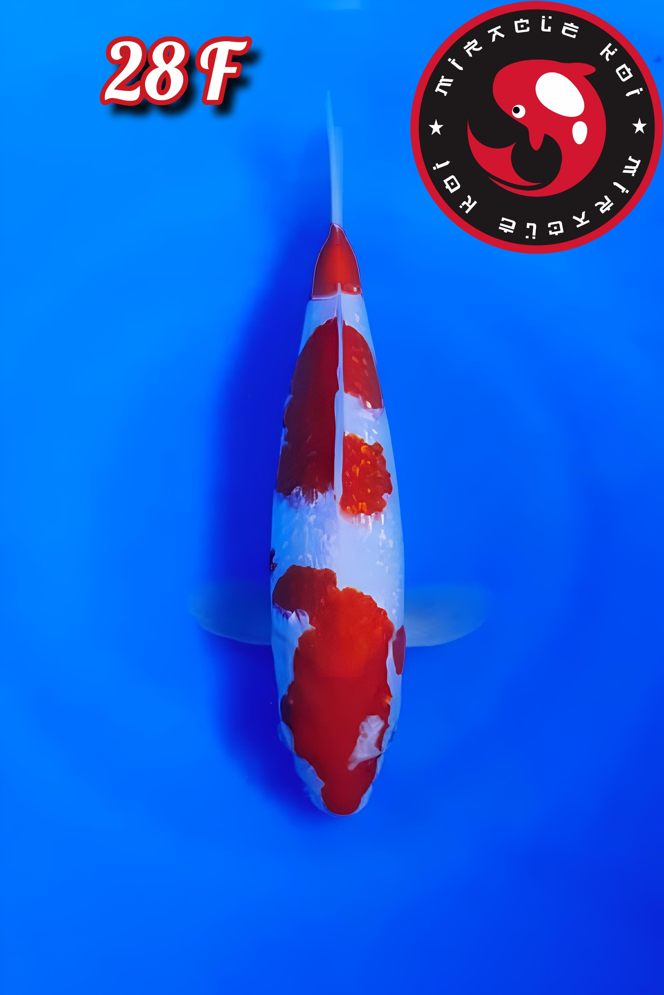 Lelang Koi Online, Jual Beli Ikan Koi, Pusat Jual Beli Koi, Info Lelang Koi Hari Ini, Platform Jual Beli Koi, Jual Beli Ikan Koi Online, Marketplace Ikan Koi, Jual Koi Terbaik, Tempat Beli Koi Berkualitas, Pasar Ikan Koi Online Terpercaya, Penjual Ikan Koi Terpercaya, Beli Koi Hias Online, Ikan Koi untuk Dijual, Koi Kualitas Terbaik, Toko Online Ikan Koi, Koi Hias Untuk Dijual, Jual Beli Ikan Koi Lokal, Koi Indonesia Online, Pusat Jual Beli Koi Terbesar