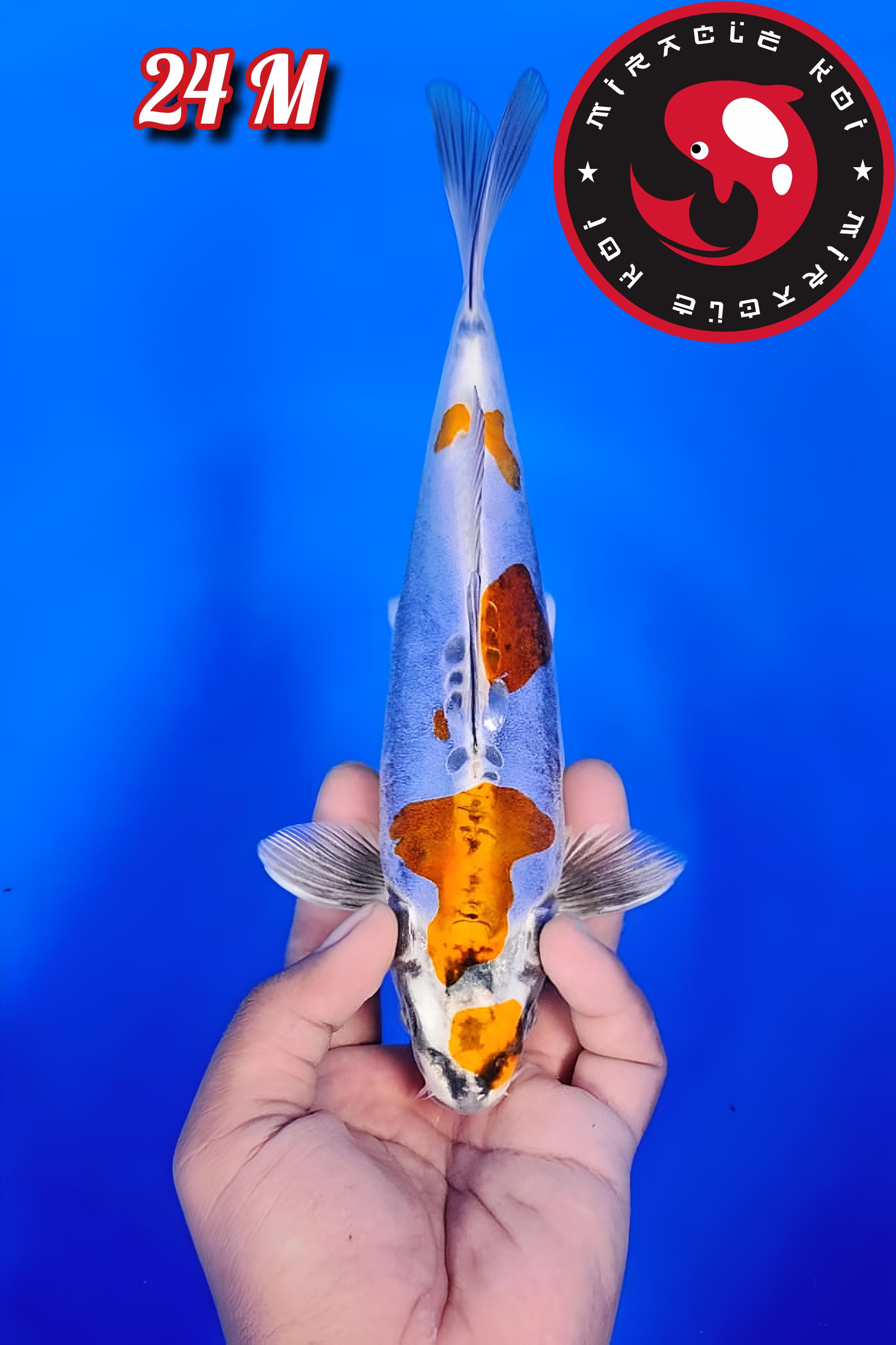 Lelang Koi Online, Jual Beli Ikan Koi, Pusat Jual Beli Koi, Info Lelang Koi Hari Ini, Platform Jual Beli Koi, Jual Beli Ikan Koi Online, Marketplace Ikan Koi, Jual Koi Terbaik, Tempat Beli Koi Berkualitas, Pasar Ikan Koi Online Terpercaya, Penjual Ikan Koi Terpercaya, Beli Koi Hias Online, Ikan Koi untuk Dijual, Koi Kualitas Terbaik, Toko Online Ikan Koi, Koi Hias Untuk Dijual, Jual Beli Ikan Koi Lokal, Koi Indonesia Online, Pusat Jual Beli Koi Terbesar
