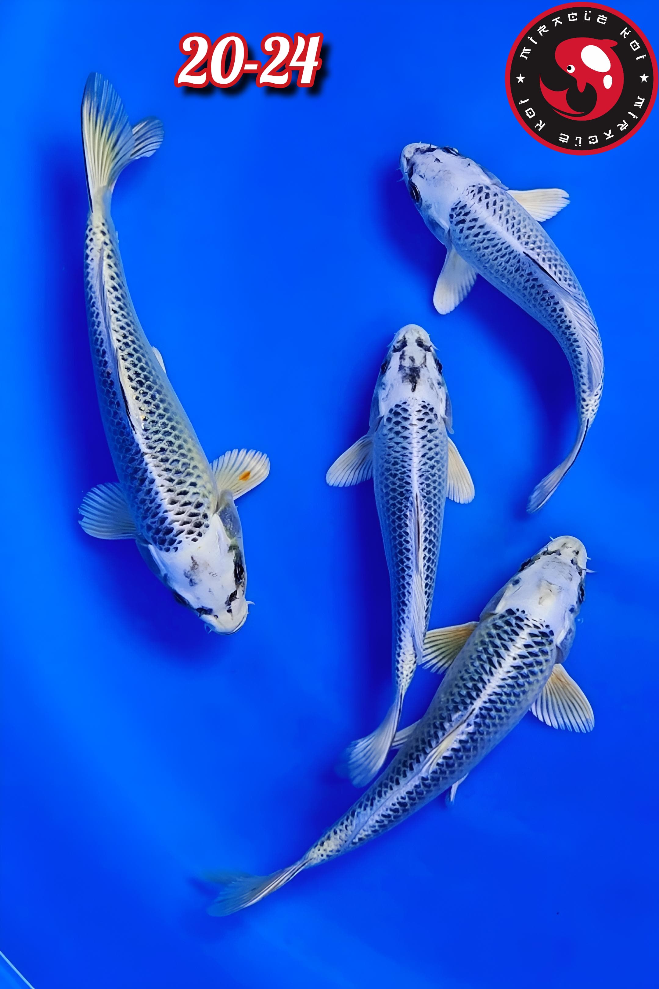 Lelang Koi Online, Jual Beli Ikan Koi, Pusat Jual Beli Koi, Info Lelang Koi Hari Ini, Platform Jual Beli Koi, Jual Beli Ikan Koi Online, Marketplace Ikan Koi, Jual Koi Terbaik, Tempat Beli Koi Berkualitas, Pasar Ikan Koi Online Terpercaya, Penjual Ikan Koi Terpercaya, Beli Koi Hias Online, Ikan Koi untuk Dijual, Koi Kualitas Terbaik, Toko Online Ikan Koi, Koi Hias Untuk Dijual, Jual Beli Ikan Koi Lokal, Koi Indonesia Online, Pusat Jual Beli Koi Terbesar