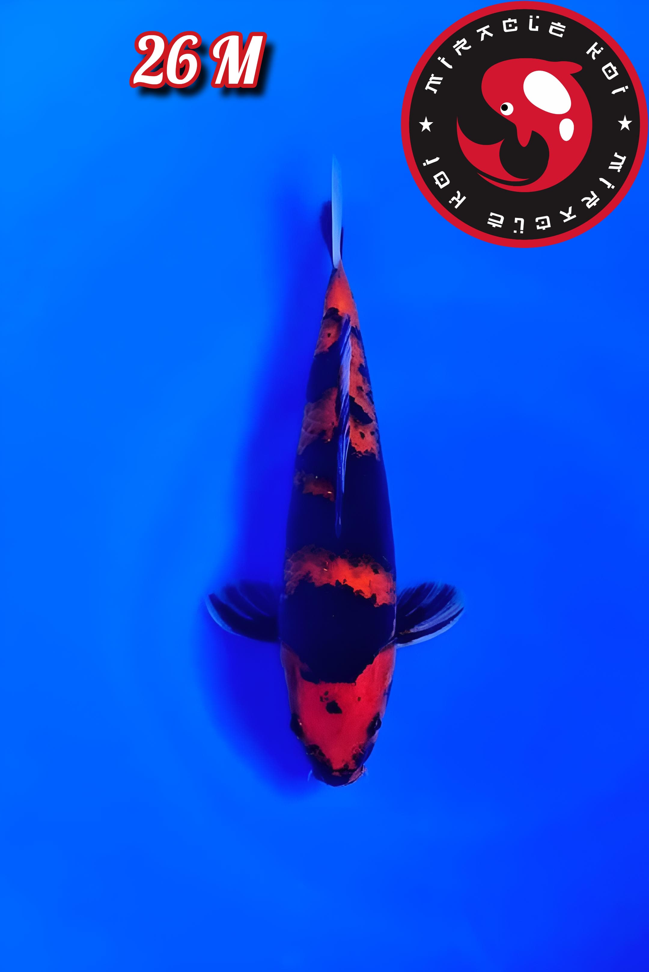 Lelang Koi Online, Jual Beli Ikan Koi, Pusat Jual Beli Koi, Info Lelang Koi Hari Ini, Platform Jual Beli Koi, Jual Beli Ikan Koi Online, Marketplace Ikan Koi, Jual Koi Terbaik, Tempat Beli Koi Berkualitas, Pasar Ikan Koi Online Terpercaya, Penjual Ikan Koi Terpercaya, Beli Koi Hias Online, Ikan Koi untuk Dijual, Koi Kualitas Terbaik, Toko Online Ikan Koi, Koi Hias Untuk Dijual, Jual Beli Ikan Koi Lokal, Koi Indonesia Online, Pusat Jual Beli Koi Terbesar