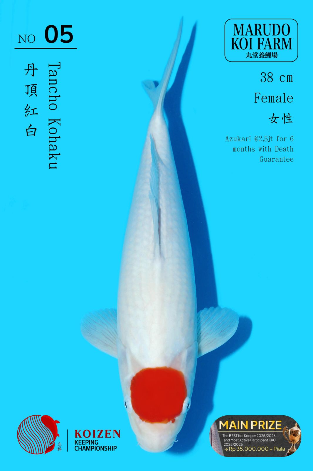 Lelang Koi Online, Jual Beli Ikan Koi, Pusat Jual Beli Koi, Info Lelang Koi Hari Ini, Platform Jual Beli Koi, Jual Beli Ikan Koi Online, Marketplace Ikan Koi, Jual Koi Terbaik, Tempat Beli Koi Berkualitas, Pasar Ikan Koi Online Terpercaya, Penjual Ikan Koi Terpercaya, Beli Koi Hias Online, Ikan Koi untuk Dijual, Koi Kualitas Terbaik, Toko Online Ikan Koi, Koi Hias Untuk Dijual, Jual Beli Ikan Koi Lokal, Koi Indonesia Online, Pusat Jual Beli Koi Terbesar