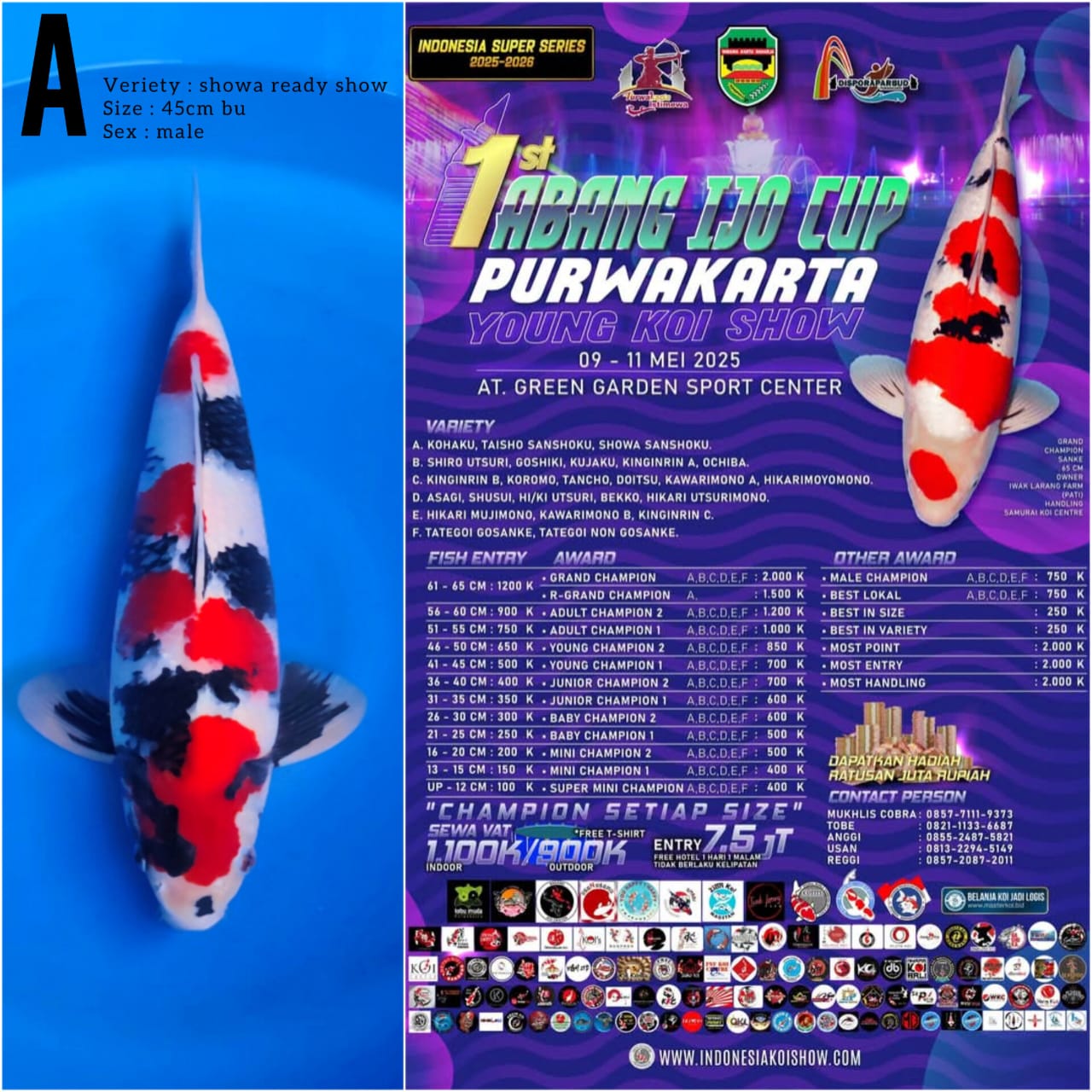 Lelang Koi Online, Jual Beli Ikan Koi, Pusat Jual Beli Koi, Info Lelang Koi Hari Ini, Platform Jual Beli Koi, Jual Beli Ikan Koi Online, Marketplace Ikan Koi, Jual Koi Terbaik, Tempat Beli Koi Berkualitas, Pasar Ikan Koi Online Terpercaya, Penjual Ikan Koi Terpercaya, Beli Koi Hias Online, Ikan Koi untuk Dijual, Koi Kualitas Terbaik, Toko Online Ikan Koi, Koi Hias Untuk Dijual, Jual Beli Ikan Koi Lokal, Koi Indonesia Online, Pusat Jual Beli Koi Terbesar