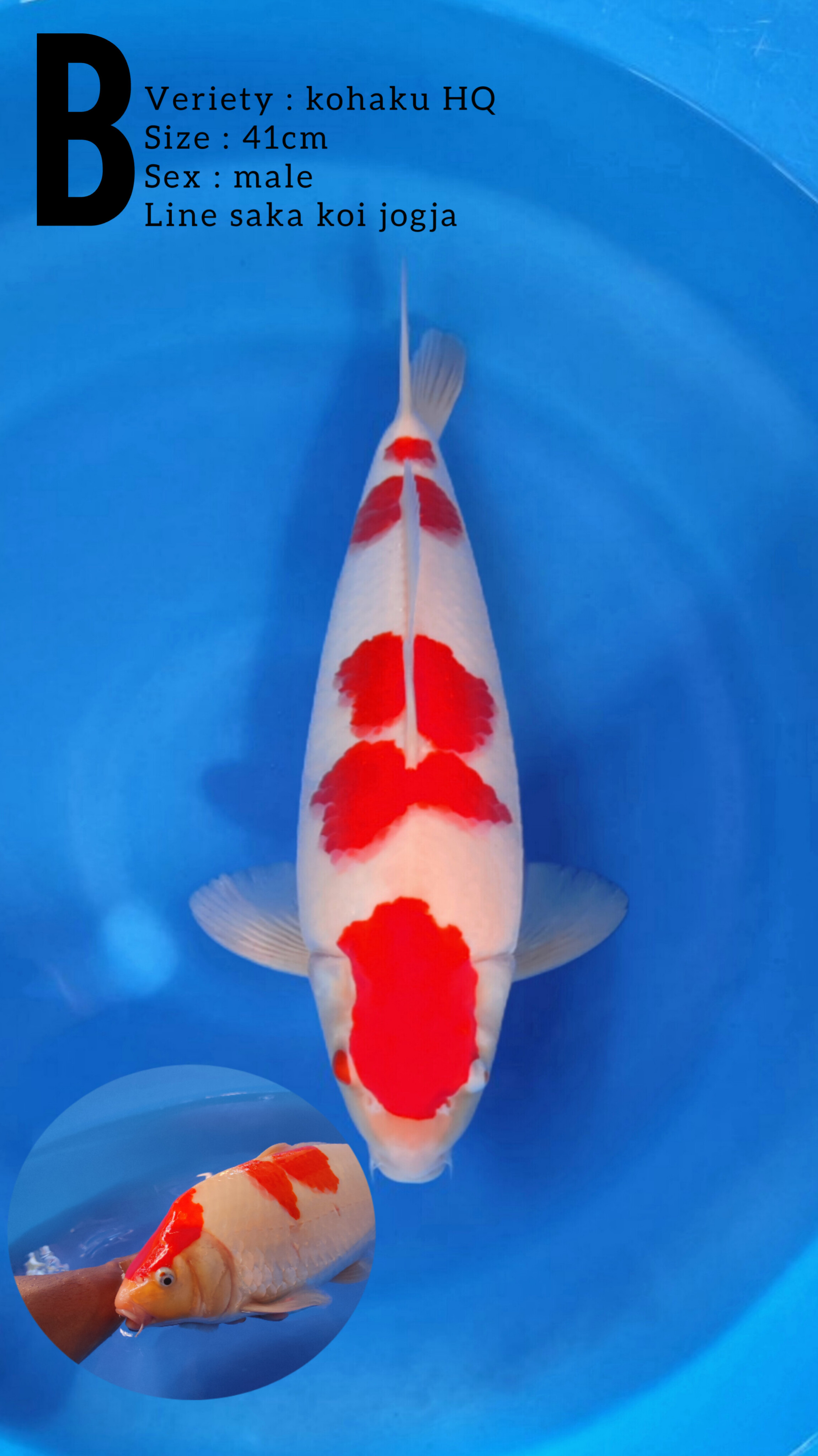 Lelang Koi Online, Jual Beli Ikan Koi, Pusat Jual Beli Koi, Info Lelang Koi Hari Ini, Platform Jual Beli Koi, Jual Beli Ikan Koi Online, Marketplace Ikan Koi, Jual Koi Terbaik, Tempat Beli Koi Berkualitas, Pasar Ikan Koi Online Terpercaya, Penjual Ikan Koi Terpercaya, Beli Koi Hias Online, Ikan Koi untuk Dijual, Koi Kualitas Terbaik, Toko Online Ikan Koi, Koi Hias Untuk Dijual, Jual Beli Ikan Koi Lokal, Koi Indonesia Online, Pusat Jual Beli Koi Terbesar