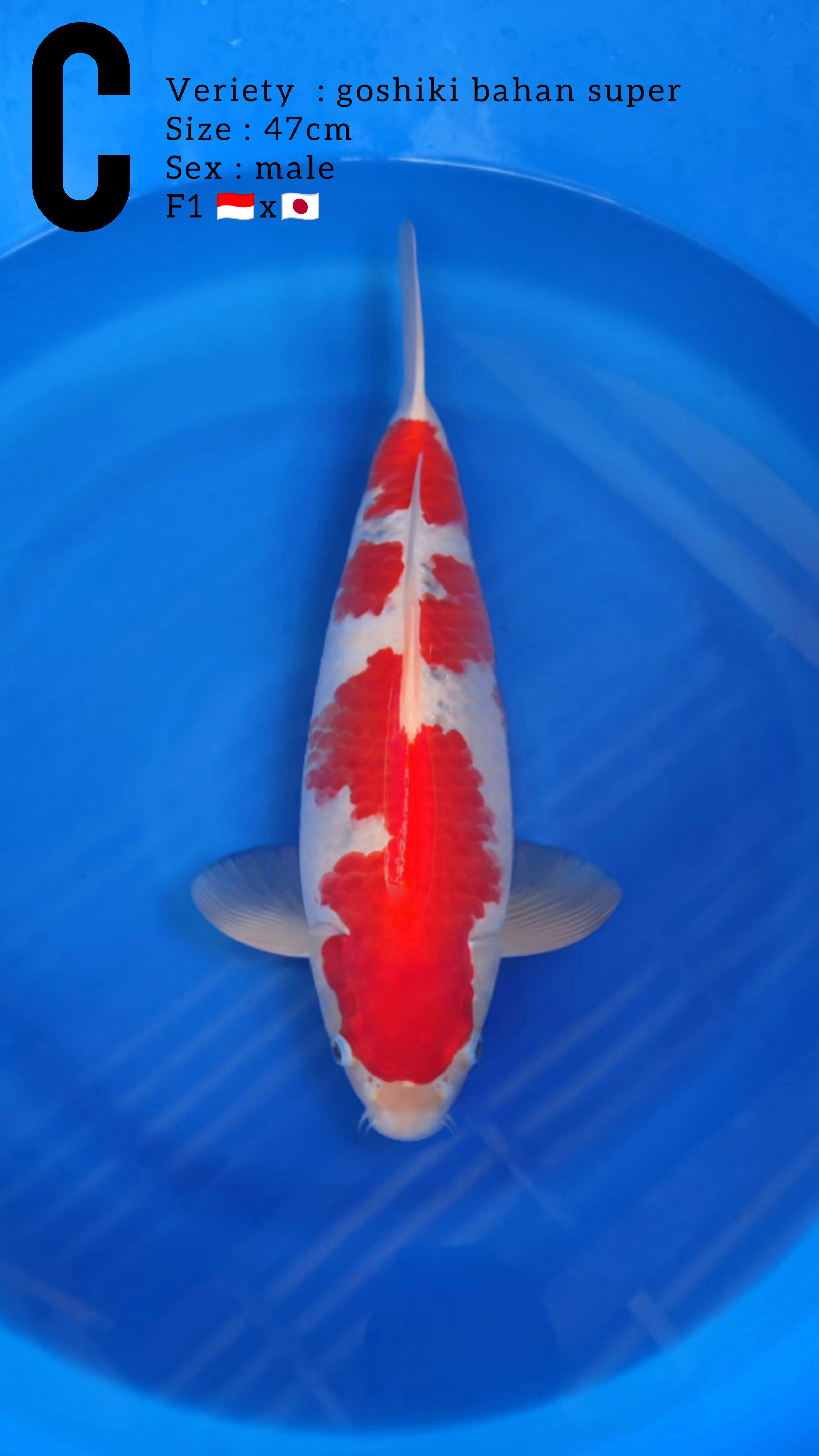 Lelang Koi Online, Jual Beli Ikan Koi, Pusat Jual Beli Koi, Info Lelang Koi Hari Ini, Platform Jual Beli Koi, Jual Beli Ikan Koi Online, Marketplace Ikan Koi, Jual Koi Terbaik, Tempat Beli Koi Berkualitas, Pasar Ikan Koi Online Terpercaya, Penjual Ikan Koi Terpercaya, Beli Koi Hias Online, Ikan Koi untuk Dijual, Koi Kualitas Terbaik, Toko Online Ikan Koi, Koi Hias Untuk Dijual, Jual Beli Ikan Koi Lokal, Koi Indonesia Online, Pusat Jual Beli Koi Terbesar