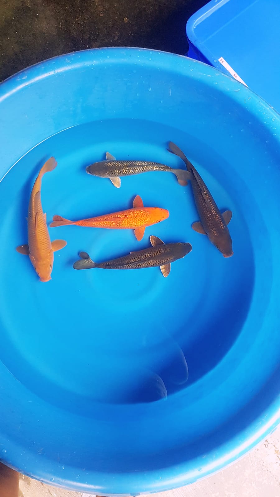 Lelang Koi Online, Jual Beli Ikan Koi, Pusat Jual Beli Koi, Info Lelang Koi Hari Ini, Platform Jual Beli Koi, Jual Beli Ikan Koi Online, Marketplace Ikan Koi, Jual Koi Terbaik, Tempat Beli Koi Berkualitas, Pasar Ikan Koi Online Terpercaya, Penjual Ikan Koi Terpercaya, Beli Koi Hias Online, Ikan Koi untuk Dijual, Koi Kualitas Terbaik, Toko Online Ikan Koi, Koi Hias Untuk Dijual, Jual Beli Ikan Koi Lokal, Koi Indonesia Online, Pusat Jual Beli Koi Terbesar