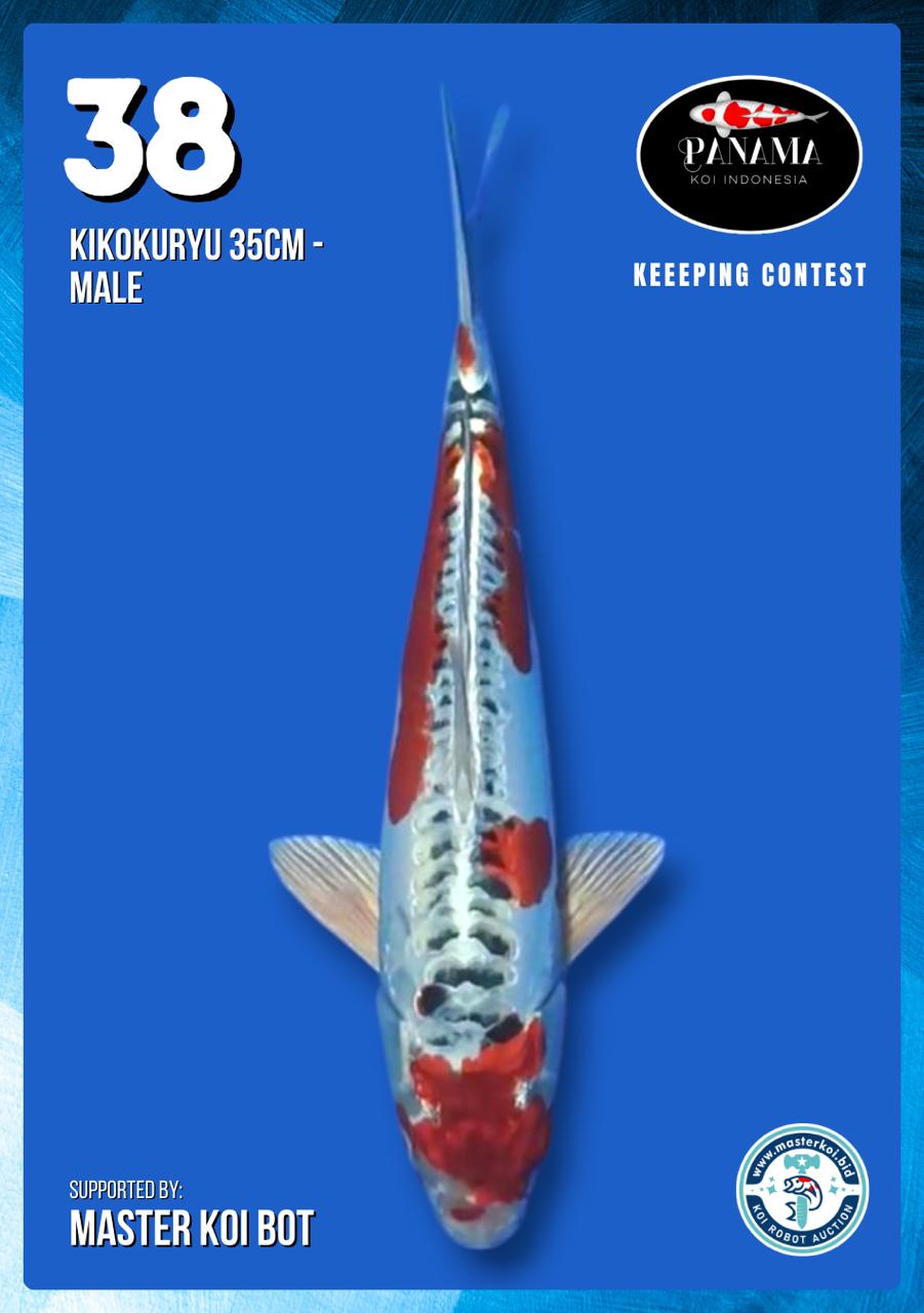 Lelang Koi Online, Jual Beli Ikan Koi, Pusat Jual Beli Koi, Info Lelang Koi Hari Ini, Platform Jual Beli Koi, Jual Beli Ikan Koi Online, Marketplace Ikan Koi, Jual Koi Terbaik, Tempat Beli Koi Berkualitas, Pasar Ikan Koi Online Terpercaya, Penjual Ikan Koi Terpercaya, Beli Koi Hias Online, Ikan Koi untuk Dijual, Koi Kualitas Terbaik, Toko Online Ikan Koi, Koi Hias Untuk Dijual, Jual Beli Ikan Koi Lokal, Koi Indonesia Online, Pusat Jual Beli Koi Terbesar