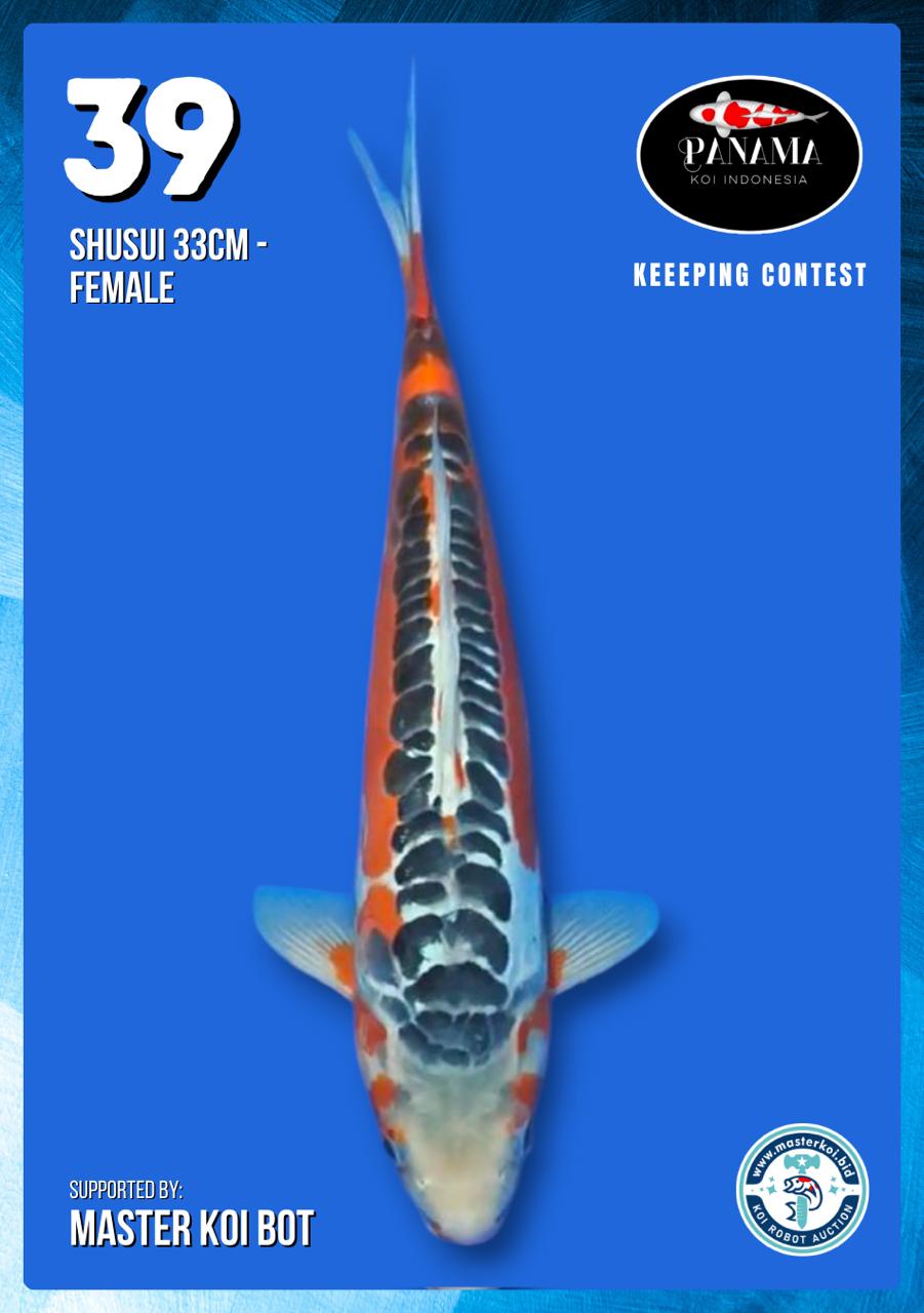 Lelang Koi Online, Jual Beli Ikan Koi, Pusat Jual Beli Koi, Info Lelang Koi Hari Ini, Platform Jual Beli Koi, Jual Beli Ikan Koi Online, Marketplace Ikan Koi, Jual Koi Terbaik, Tempat Beli Koi Berkualitas, Pasar Ikan Koi Online Terpercaya, Penjual Ikan Koi Terpercaya, Beli Koi Hias Online, Ikan Koi untuk Dijual, Koi Kualitas Terbaik, Toko Online Ikan Koi, Koi Hias Untuk Dijual, Jual Beli Ikan Koi Lokal, Koi Indonesia Online, Pusat Jual Beli Koi Terbesar