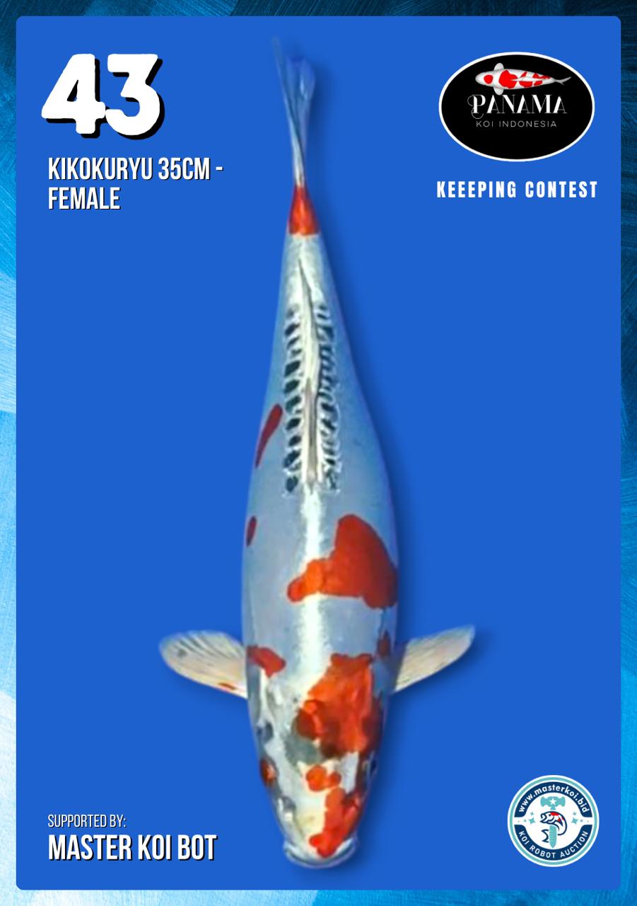 Lelang Koi Online, Jual Beli Ikan Koi, Pusat Jual Beli Koi, Info Lelang Koi Hari Ini, Platform Jual Beli Koi, Jual Beli Ikan Koi Online, Marketplace Ikan Koi, Jual Koi Terbaik, Tempat Beli Koi Berkualitas, Pasar Ikan Koi Online Terpercaya, Penjual Ikan Koi Terpercaya, Beli Koi Hias Online, Ikan Koi untuk Dijual, Koi Kualitas Terbaik, Toko Online Ikan Koi, Koi Hias Untuk Dijual, Jual Beli Ikan Koi Lokal, Koi Indonesia Online, Pusat Jual Beli Koi Terbesar