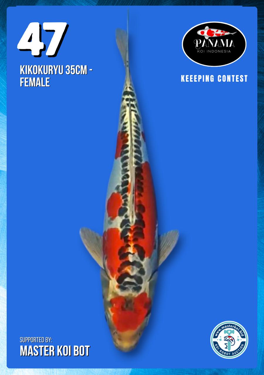 Lelang Koi Online, Jual Beli Ikan Koi, Pusat Jual Beli Koi, Info Lelang Koi Hari Ini, Platform Jual Beli Koi, Jual Beli Ikan Koi Online, Marketplace Ikan Koi, Jual Koi Terbaik, Tempat Beli Koi Berkualitas, Pasar Ikan Koi Online Terpercaya, Penjual Ikan Koi Terpercaya, Beli Koi Hias Online, Ikan Koi untuk Dijual, Koi Kualitas Terbaik, Toko Online Ikan Koi, Koi Hias Untuk Dijual, Jual Beli Ikan Koi Lokal, Koi Indonesia Online, Pusat Jual Beli Koi Terbesar