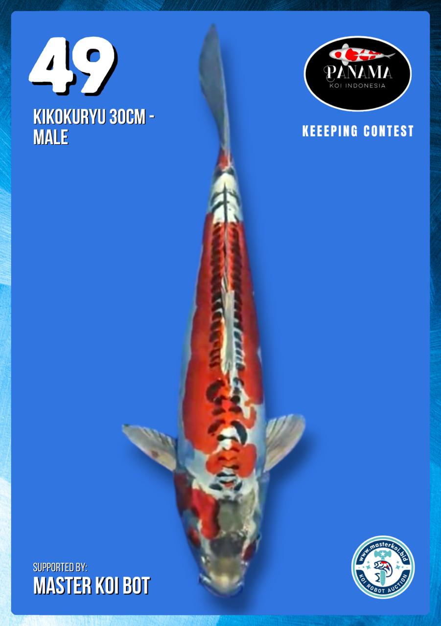 Lelang Koi Online, Jual Beli Ikan Koi, Pusat Jual Beli Koi, Info Lelang Koi Hari Ini, Platform Jual Beli Koi, Jual Beli Ikan Koi Online, Marketplace Ikan Koi, Jual Koi Terbaik, Tempat Beli Koi Berkualitas, Pasar Ikan Koi Online Terpercaya, Penjual Ikan Koi Terpercaya, Beli Koi Hias Online, Ikan Koi untuk Dijual, Koi Kualitas Terbaik, Toko Online Ikan Koi, Koi Hias Untuk Dijual, Jual Beli Ikan Koi Lokal, Koi Indonesia Online, Pusat Jual Beli Koi Terbesar
