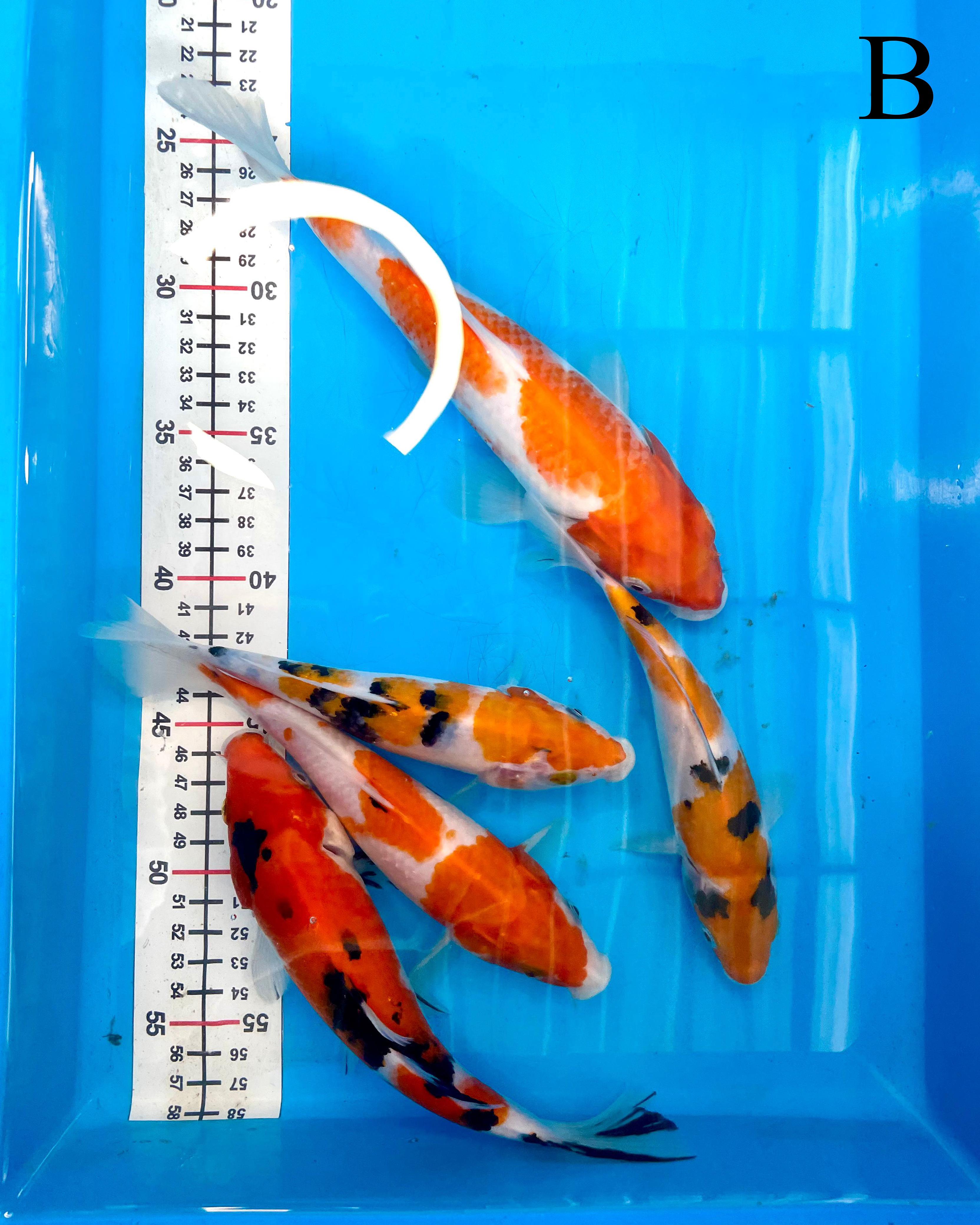 Lelang Koi Online, Jual Beli Ikan Koi, Pusat Jual Beli Koi, Info Lelang Koi Hari Ini, Platform Jual Beli Koi, Jual Beli Ikan Koi Online, Marketplace Ikan Koi, Jual Koi Terbaik, Tempat Beli Koi Berkualitas, Pasar Ikan Koi Online Terpercaya, Penjual Ikan Koi Terpercaya, Beli Koi Hias Online, Ikan Koi untuk Dijual, Koi Kualitas Terbaik, Toko Online Ikan Koi, Koi Hias Untuk Dijual, Jual Beli Ikan Koi Lokal, Koi Indonesia Online, Pusat Jual Beli Koi Terbesar
