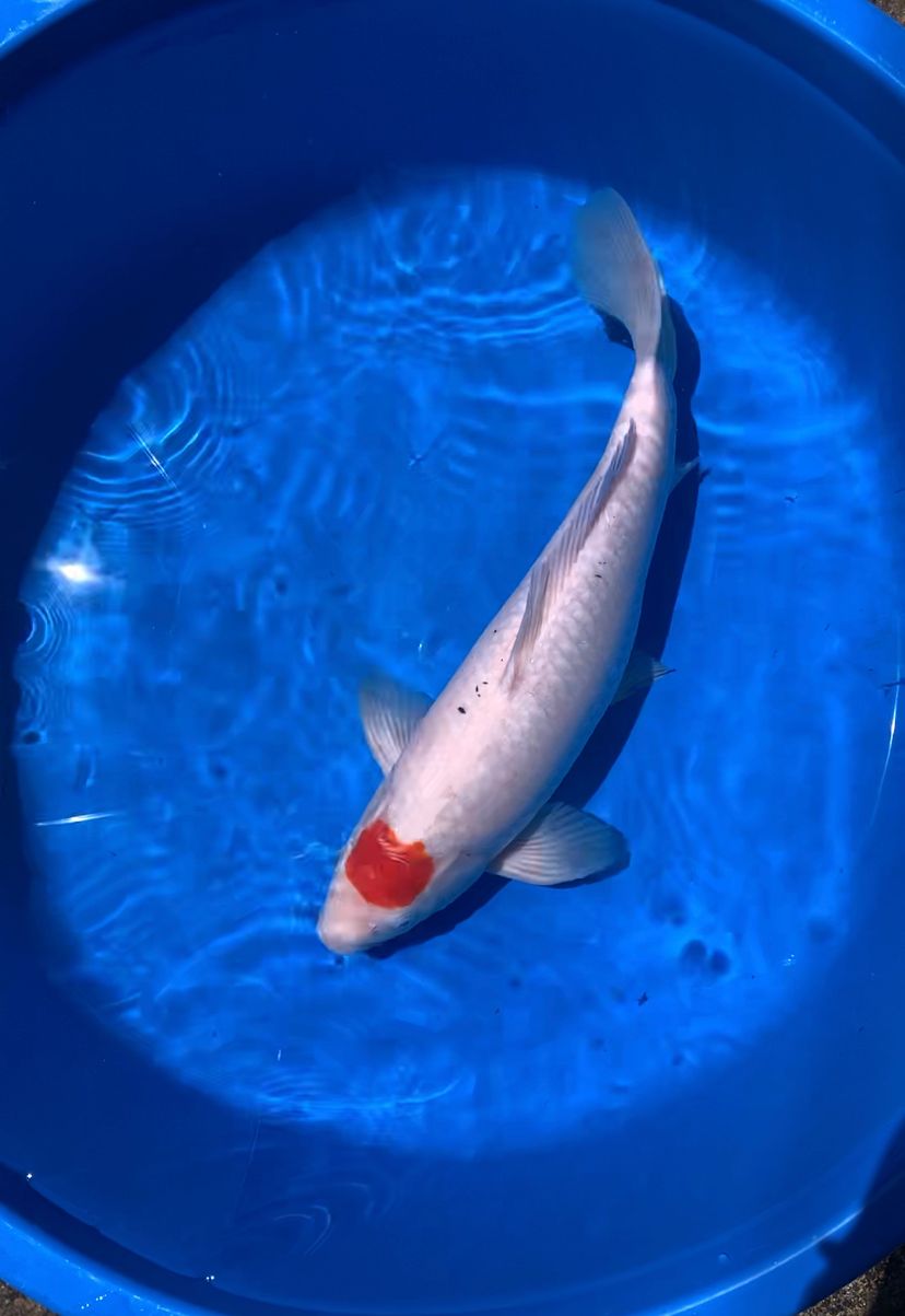 Lelang Koi Online, Jual Beli Ikan Koi, Pusat Jual Beli Koi, Info Lelang Koi Hari Ini, Platform Jual Beli Koi, Jual Beli Ikan Koi Online, Marketplace Ikan Koi, Jual Koi Terbaik, Tempat Beli Koi Berkualitas, Pasar Ikan Koi Online Terpercaya, Penjual Ikan Koi Terpercaya, Beli Koi Hias Online, Ikan Koi untuk Dijual, Koi Kualitas Terbaik, Toko Online Ikan Koi, Koi Hias Untuk Dijual, Jual Beli Ikan Koi Lokal, Koi Indonesia Online, Pusat Jual Beli Koi Terbesar