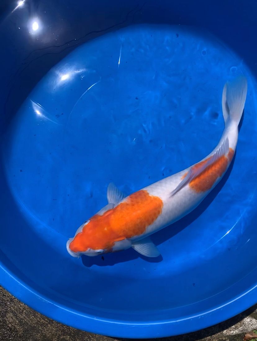 Lelang Koi Online, Jual Beli Ikan Koi, Pusat Jual Beli Koi, Info Lelang Koi Hari Ini, Platform Jual Beli Koi, Jual Beli Ikan Koi Online, Marketplace Ikan Koi, Jual Koi Terbaik, Tempat Beli Koi Berkualitas, Pasar Ikan Koi Online Terpercaya, Penjual Ikan Koi Terpercaya, Beli Koi Hias Online, Ikan Koi untuk Dijual, Koi Kualitas Terbaik, Toko Online Ikan Koi, Koi Hias Untuk Dijual, Jual Beli Ikan Koi Lokal, Koi Indonesia Online, Pusat Jual Beli Koi Terbesar