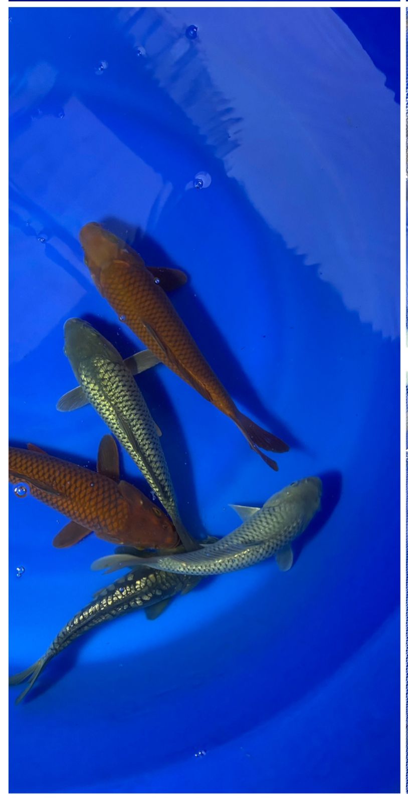Lelang Koi Online, Jual Beli Ikan Koi, Pusat Jual Beli Koi, Info Lelang Koi Hari Ini, Platform Jual Beli Koi, Jual Beli Ikan Koi Online, Marketplace Ikan Koi, Jual Koi Terbaik, Tempat Beli Koi Berkualitas, Pasar Ikan Koi Online Terpercaya, Penjual Ikan Koi Terpercaya, Beli Koi Hias Online, Ikan Koi untuk Dijual, Koi Kualitas Terbaik, Toko Online Ikan Koi, Koi Hias Untuk Dijual, Jual Beli Ikan Koi Lokal, Koi Indonesia Online, Pusat Jual Beli Koi Terbesar