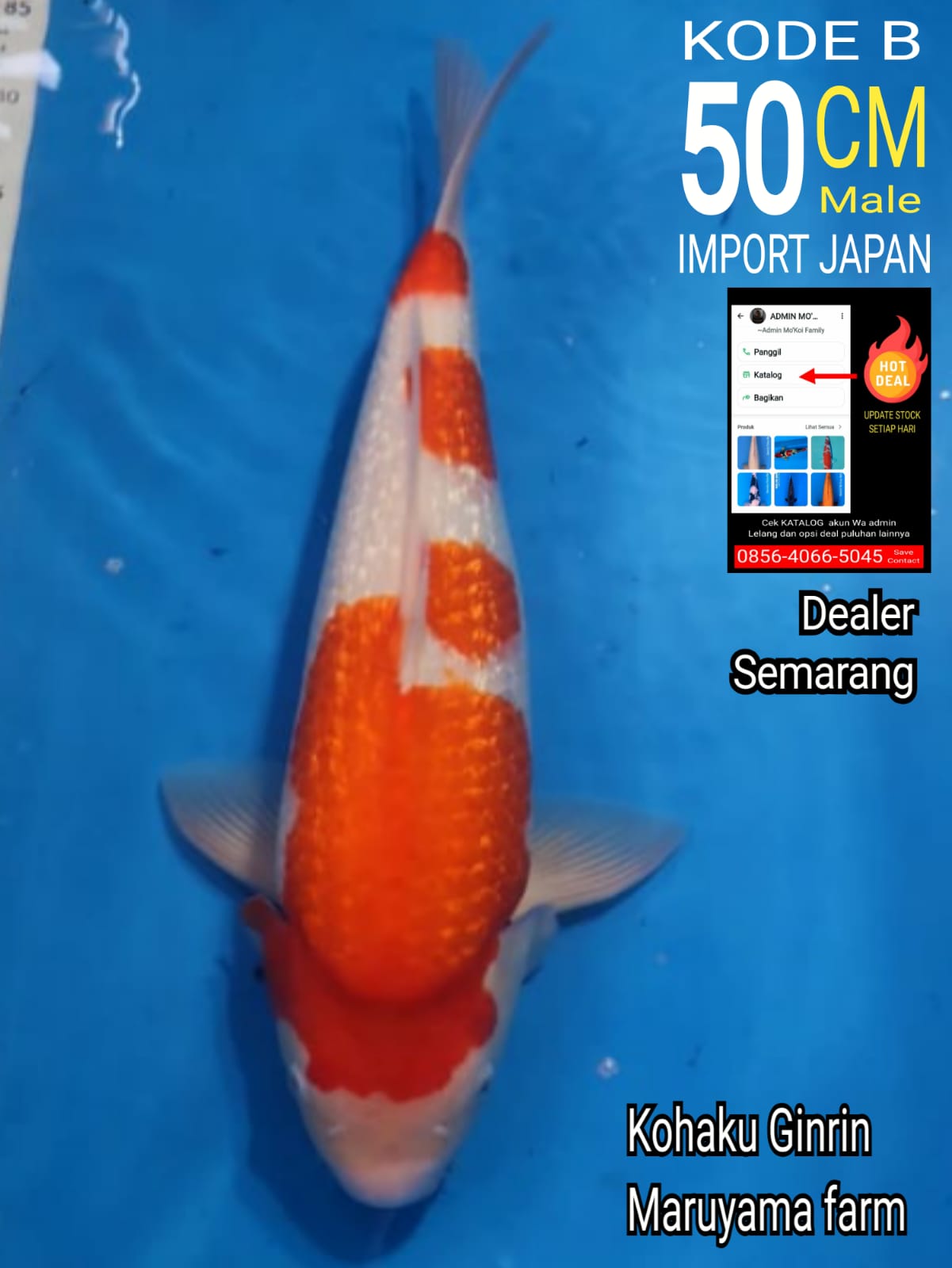Lelang Koi Online, Jual Beli Ikan Koi, Pusat Jual Beli Koi, Info Lelang Koi Hari Ini, Platform Jual Beli Koi, Jual Beli Ikan Koi Online, Marketplace Ikan Koi, Jual Koi Terbaik, Tempat Beli Koi Berkualitas, Pasar Ikan Koi Online Terpercaya, Penjual Ikan Koi Terpercaya, Beli Koi Hias Online, Ikan Koi untuk Dijual, Koi Kualitas Terbaik, Toko Online Ikan Koi, Koi Hias Untuk Dijual, Jual Beli Ikan Koi Lokal, Koi Indonesia Online, Pusat Jual Beli Koi Terbesar