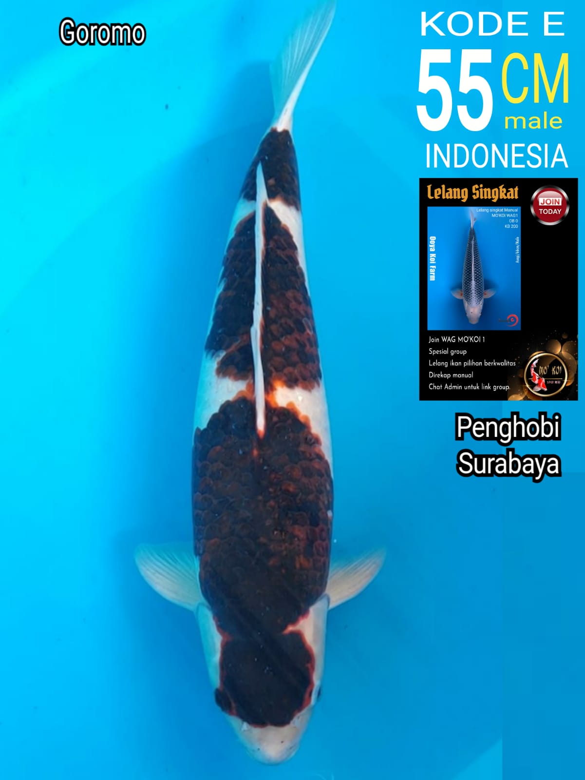 Lelang Koi Online, Jual Beli Ikan Koi, Pusat Jual Beli Koi, Info Lelang Koi Hari Ini, Platform Jual Beli Koi, Jual Beli Ikan Koi Online, Marketplace Ikan Koi, Jual Koi Terbaik, Tempat Beli Koi Berkualitas, Pasar Ikan Koi Online Terpercaya, Penjual Ikan Koi Terpercaya, Beli Koi Hias Online, Ikan Koi untuk Dijual, Koi Kualitas Terbaik, Toko Online Ikan Koi, Koi Hias Untuk Dijual, Jual Beli Ikan Koi Lokal, Koi Indonesia Online, Pusat Jual Beli Koi Terbesar