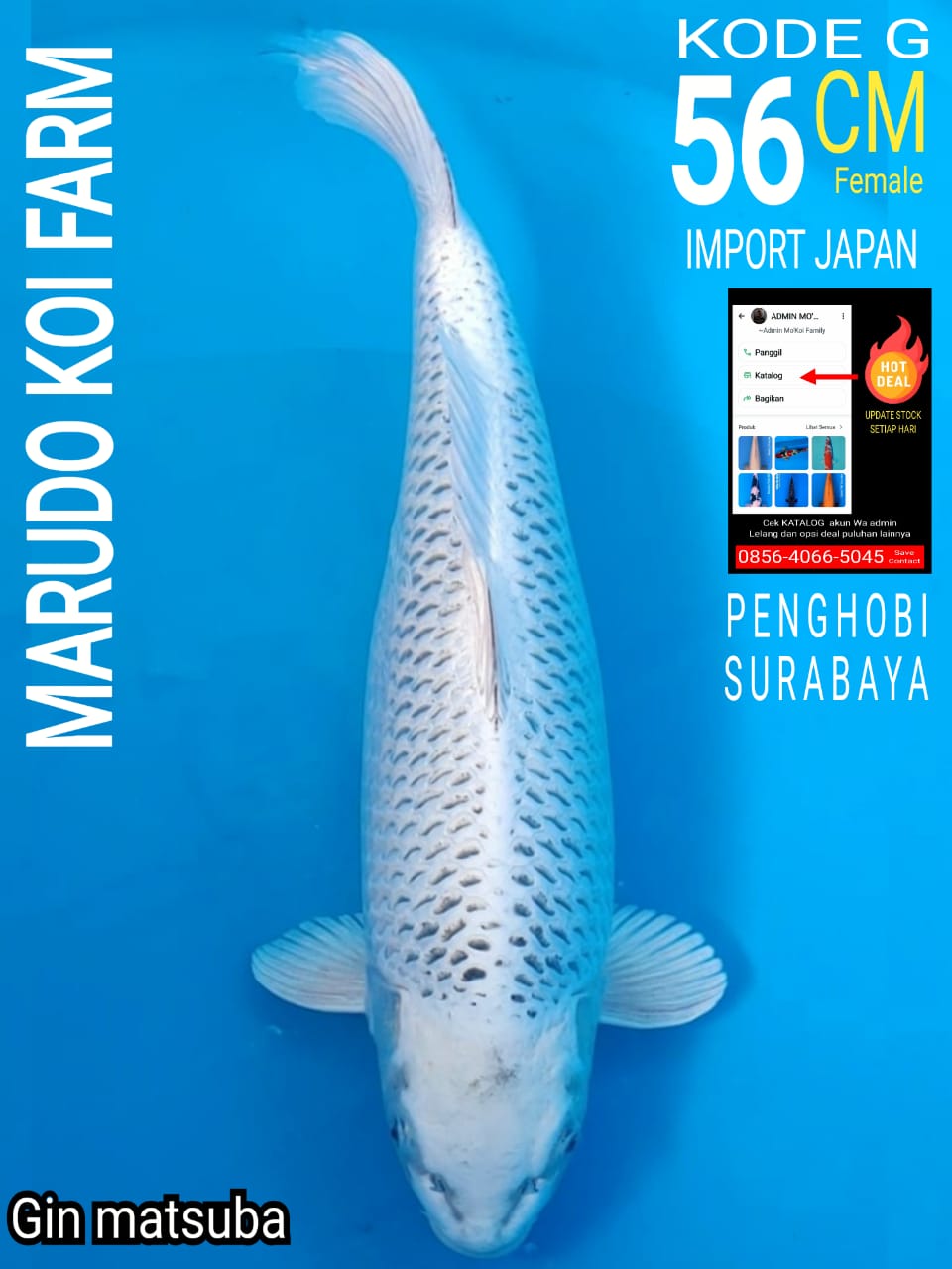 Lelang Koi Online, Jual Beli Ikan Koi, Pusat Jual Beli Koi, Info Lelang Koi Hari Ini, Platform Jual Beli Koi, Jual Beli Ikan Koi Online, Marketplace Ikan Koi, Jual Koi Terbaik, Tempat Beli Koi Berkualitas, Pasar Ikan Koi Online Terpercaya, Penjual Ikan Koi Terpercaya, Beli Koi Hias Online, Ikan Koi untuk Dijual, Koi Kualitas Terbaik, Toko Online Ikan Koi, Koi Hias Untuk Dijual, Jual Beli Ikan Koi Lokal, Koi Indonesia Online, Pusat Jual Beli Koi Terbesar