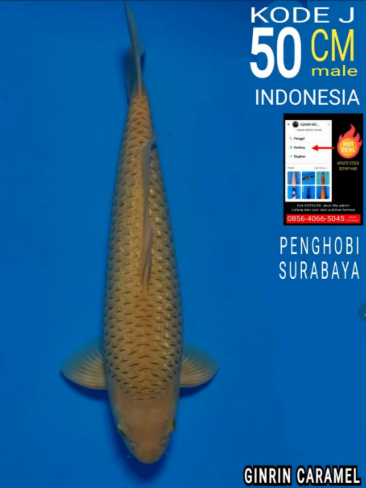 Lelang Koi Online, Jual Beli Ikan Koi, Pusat Jual Beli Koi, Info Lelang Koi Hari Ini, Platform Jual Beli Koi, Jual Beli Ikan Koi Online, Marketplace Ikan Koi, Jual Koi Terbaik, Tempat Beli Koi Berkualitas, Pasar Ikan Koi Online Terpercaya, Penjual Ikan Koi Terpercaya, Beli Koi Hias Online, Ikan Koi untuk Dijual, Koi Kualitas Terbaik, Toko Online Ikan Koi, Koi Hias Untuk Dijual, Jual Beli Ikan Koi Lokal, Koi Indonesia Online, Pusat Jual Beli Koi Terbesar