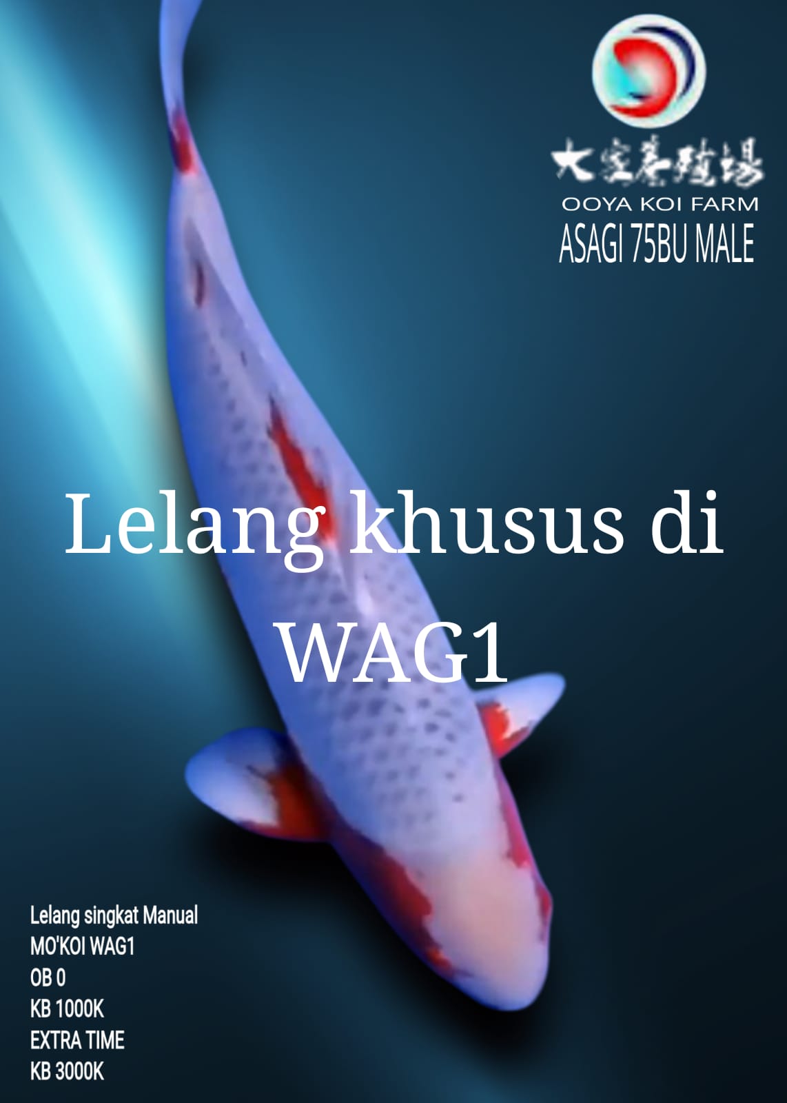 Lelang Koi Online, Jual Beli Ikan Koi, Pusat Jual Beli Koi, Info Lelang Koi Hari Ini, Platform Jual Beli Koi, Jual Beli Ikan Koi Online, Marketplace Ikan Koi, Jual Koi Terbaik, Tempat Beli Koi Berkualitas, Pasar Ikan Koi Online Terpercaya, Penjual Ikan Koi Terpercaya, Beli Koi Hias Online, Ikan Koi untuk Dijual, Koi Kualitas Terbaik, Toko Online Ikan Koi, Koi Hias Untuk Dijual, Jual Beli Ikan Koi Lokal, Koi Indonesia Online, Pusat Jual Beli Koi Terbesar