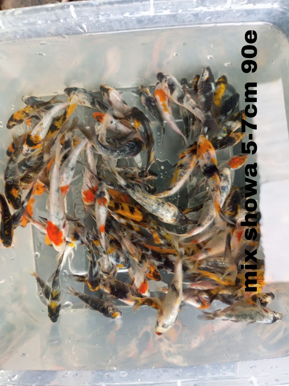 Lelang Koi Online, Jual Beli Ikan Koi, Pusat Jual Beli Koi, Info Lelang Koi Hari Ini, Platform Jual Beli Koi, Jual Beli Ikan Koi Online, Marketplace Ikan Koi, Jual Koi Terbaik, Tempat Beli Koi Berkualitas, Pasar Ikan Koi Online Terpercaya, Penjual Ikan Koi Terpercaya, Beli Koi Hias Online, Ikan Koi untuk Dijual, Koi Kualitas Terbaik, Toko Online Ikan Koi, Koi Hias Untuk Dijual, Jual Beli Ikan Koi Lokal, Koi Indonesia Online, Pusat Jual Beli Koi Terbesar