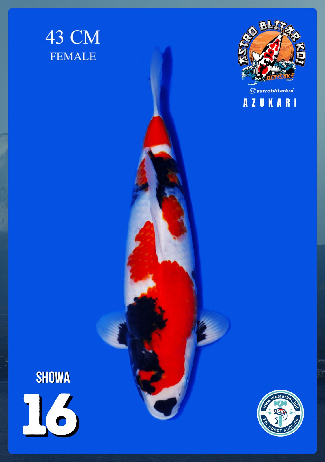 Lelang Koi Online, Jual Beli Ikan Koi, Pusat Jual Beli Koi, Info Lelang Koi Hari Ini, Platform Jual Beli Koi, Jual Beli Ikan Koi Online, Marketplace Ikan Koi, Jual Koi Terbaik, Tempat Beli Koi Berkualitas, Pasar Ikan Koi Online Terpercaya, Penjual Ikan Koi Terpercaya, Beli Koi Hias Online, Ikan Koi untuk Dijual, Koi Kualitas Terbaik, Toko Online Ikan Koi, Koi Hias Untuk Dijual, Jual Beli Ikan Koi Lokal, Koi Indonesia Online, Pusat Jual Beli Koi Terbesar