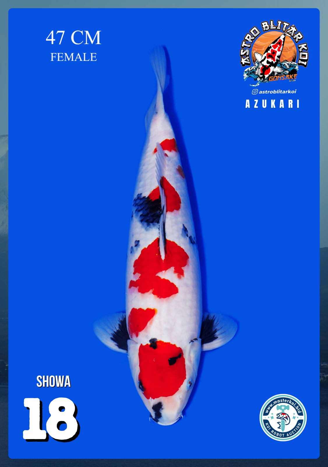 Lelang Koi Online, Jual Beli Ikan Koi, Pusat Jual Beli Koi, Info Lelang Koi Hari Ini, Platform Jual Beli Koi, Jual Beli Ikan Koi Online, Marketplace Ikan Koi, Jual Koi Terbaik, Tempat Beli Koi Berkualitas, Pasar Ikan Koi Online Terpercaya, Penjual Ikan Koi Terpercaya, Beli Koi Hias Online, Ikan Koi untuk Dijual, Koi Kualitas Terbaik, Toko Online Ikan Koi, Koi Hias Untuk Dijual, Jual Beli Ikan Koi Lokal, Koi Indonesia Online, Pusat Jual Beli Koi Terbesar
