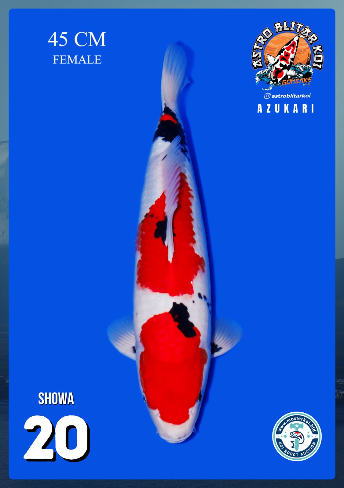 Lelang Koi Online, Jual Beli Ikan Koi, Pusat Jual Beli Koi, Info Lelang Koi Hari Ini, Platform Jual Beli Koi, Jual Beli Ikan Koi Online, Marketplace Ikan Koi, Jual Koi Terbaik, Tempat Beli Koi Berkualitas, Pasar Ikan Koi Online Terpercaya, Penjual Ikan Koi Terpercaya, Beli Koi Hias Online, Ikan Koi untuk Dijual, Koi Kualitas Terbaik, Toko Online Ikan Koi, Koi Hias Untuk Dijual, Jual Beli Ikan Koi Lokal, Koi Indonesia Online, Pusat Jual Beli Koi Terbesar