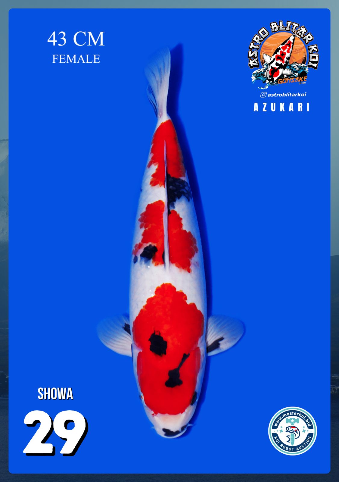 Lelang Koi Online, Jual Beli Ikan Koi, Pusat Jual Beli Koi, Info Lelang Koi Hari Ini, Platform Jual Beli Koi, Jual Beli Ikan Koi Online, Marketplace Ikan Koi, Jual Koi Terbaik, Tempat Beli Koi Berkualitas, Pasar Ikan Koi Online Terpercaya, Penjual Ikan Koi Terpercaya, Beli Koi Hias Online, Ikan Koi untuk Dijual, Koi Kualitas Terbaik, Toko Online Ikan Koi, Koi Hias Untuk Dijual, Jual Beli Ikan Koi Lokal, Koi Indonesia Online, Pusat Jual Beli Koi Terbesar