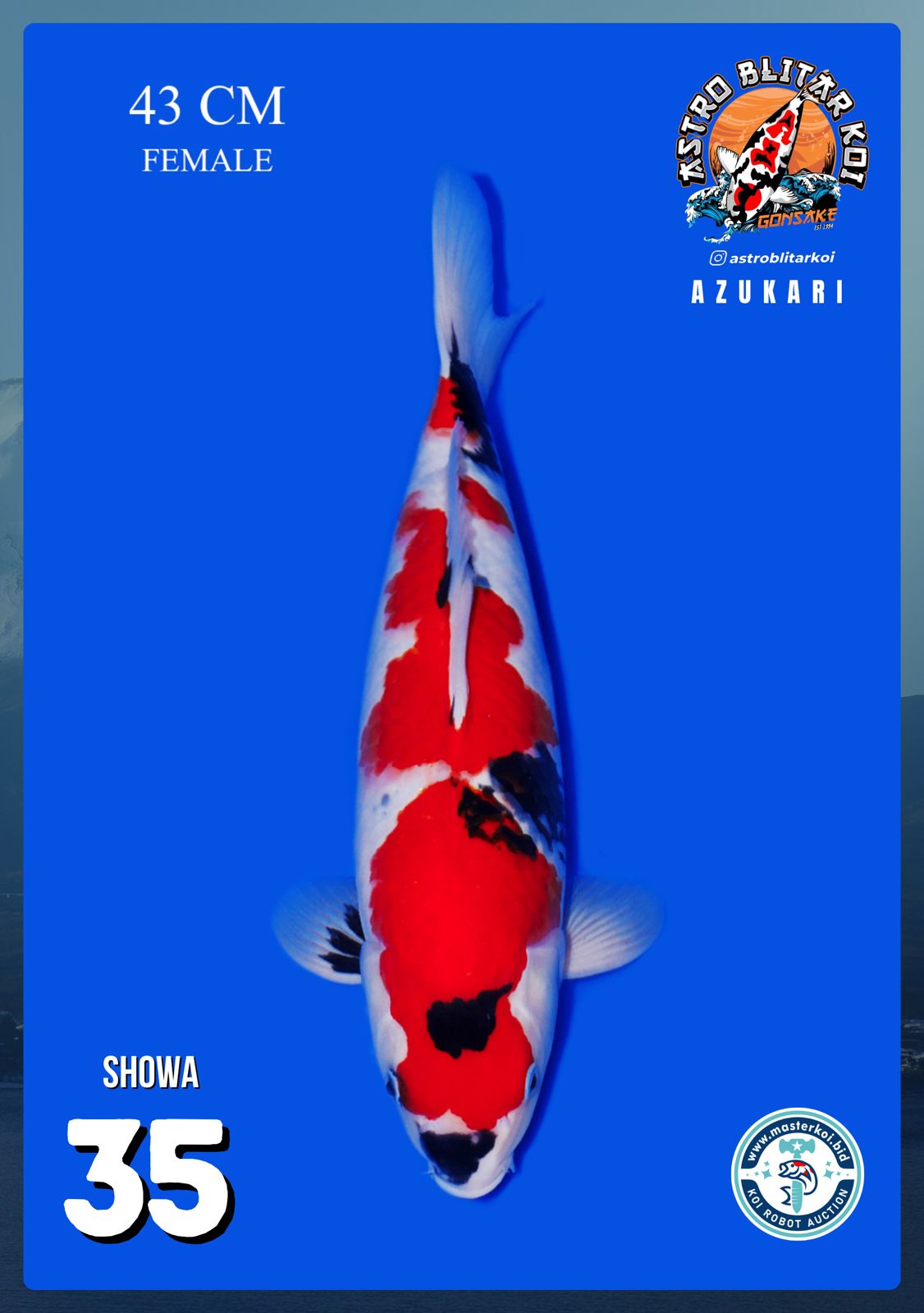Lelang Koi Online, Jual Beli Ikan Koi, Pusat Jual Beli Koi, Info Lelang Koi Hari Ini, Platform Jual Beli Koi, Jual Beli Ikan Koi Online, Marketplace Ikan Koi, Jual Koi Terbaik, Tempat Beli Koi Berkualitas, Pasar Ikan Koi Online Terpercaya, Penjual Ikan Koi Terpercaya, Beli Koi Hias Online, Ikan Koi untuk Dijual, Koi Kualitas Terbaik, Toko Online Ikan Koi, Koi Hias Untuk Dijual, Jual Beli Ikan Koi Lokal, Koi Indonesia Online, Pusat Jual Beli Koi Terbesar