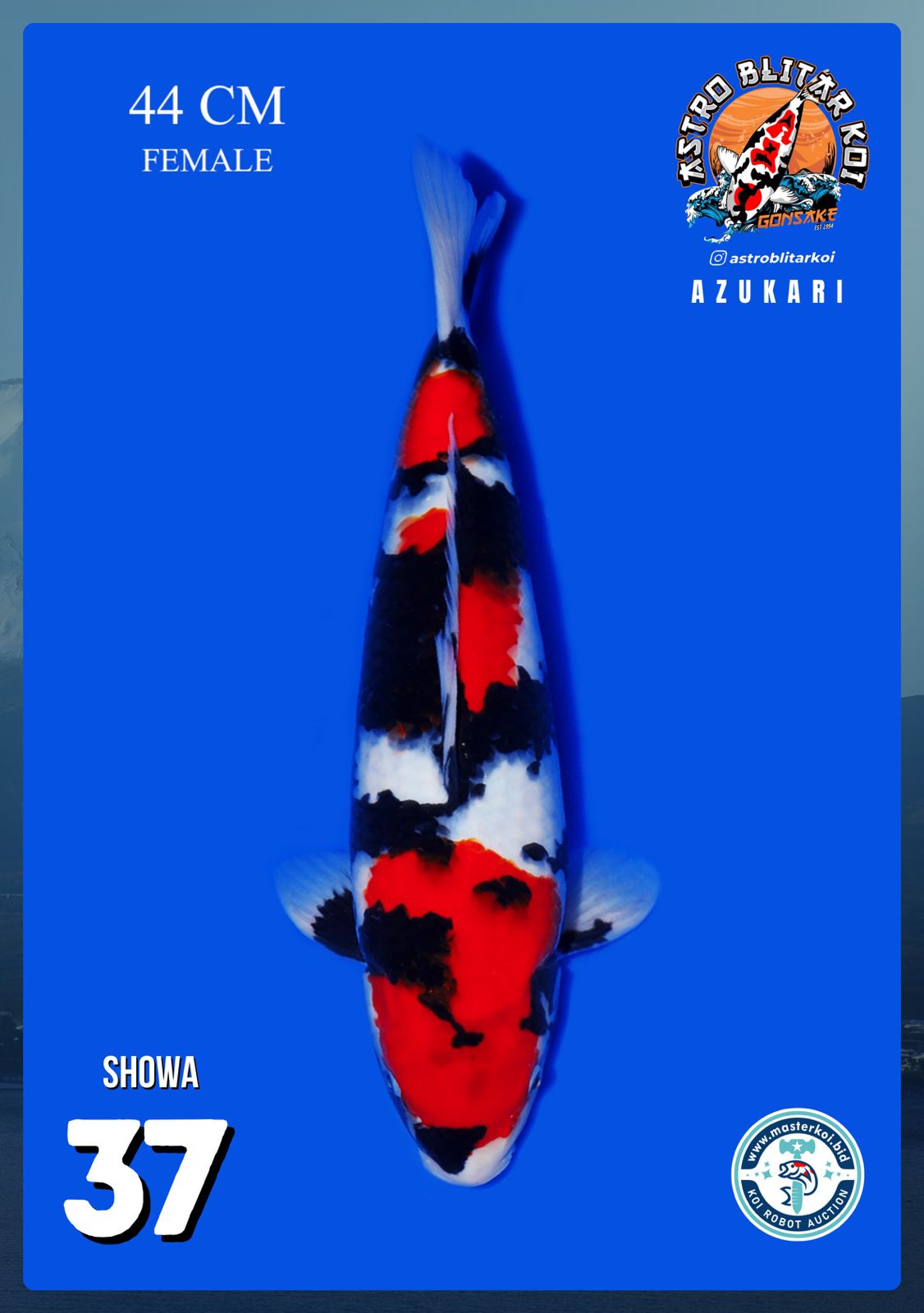 Lelang Koi Online, Jual Beli Ikan Koi, Pusat Jual Beli Koi, Info Lelang Koi Hari Ini, Platform Jual Beli Koi, Jual Beli Ikan Koi Online, Marketplace Ikan Koi, Jual Koi Terbaik, Tempat Beli Koi Berkualitas, Pasar Ikan Koi Online Terpercaya, Penjual Ikan Koi Terpercaya, Beli Koi Hias Online, Ikan Koi untuk Dijual, Koi Kualitas Terbaik, Toko Online Ikan Koi, Koi Hias Untuk Dijual, Jual Beli Ikan Koi Lokal, Koi Indonesia Online, Pusat Jual Beli Koi Terbesar