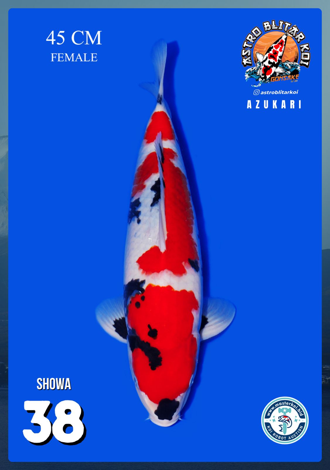 Lelang Koi Online, Jual Beli Ikan Koi, Pusat Jual Beli Koi, Info Lelang Koi Hari Ini, Platform Jual Beli Koi, Jual Beli Ikan Koi Online, Marketplace Ikan Koi, Jual Koi Terbaik, Tempat Beli Koi Berkualitas, Pasar Ikan Koi Online Terpercaya, Penjual Ikan Koi Terpercaya, Beli Koi Hias Online, Ikan Koi untuk Dijual, Koi Kualitas Terbaik, Toko Online Ikan Koi, Koi Hias Untuk Dijual, Jual Beli Ikan Koi Lokal, Koi Indonesia Online, Pusat Jual Beli Koi Terbesar